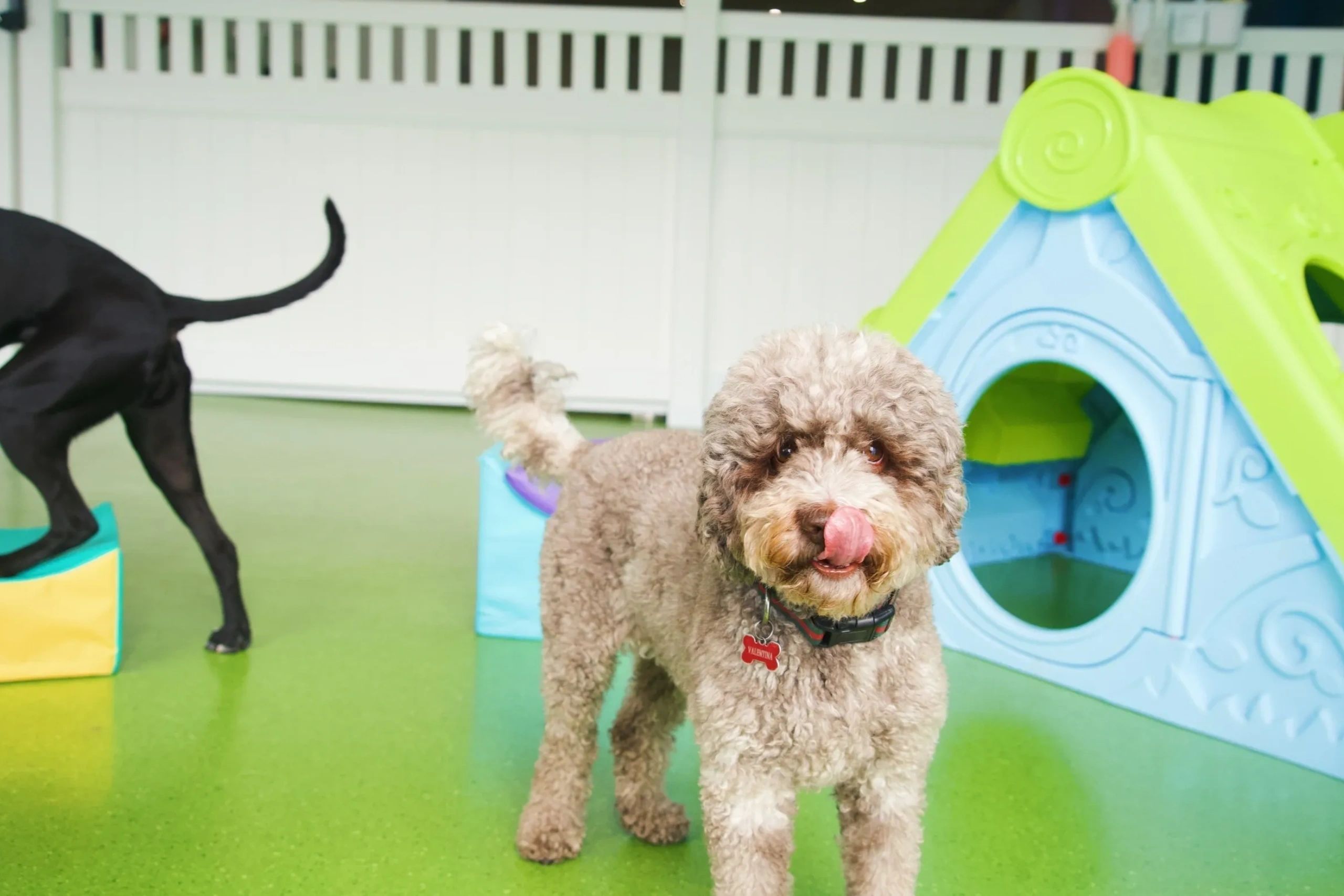 Dogtropolis Doggy Daycare - professional pet services