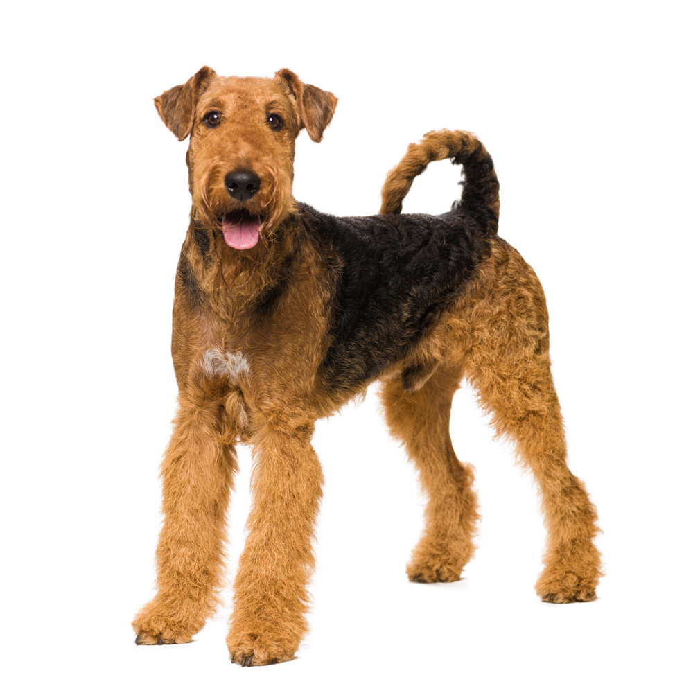 Airedale Terrier