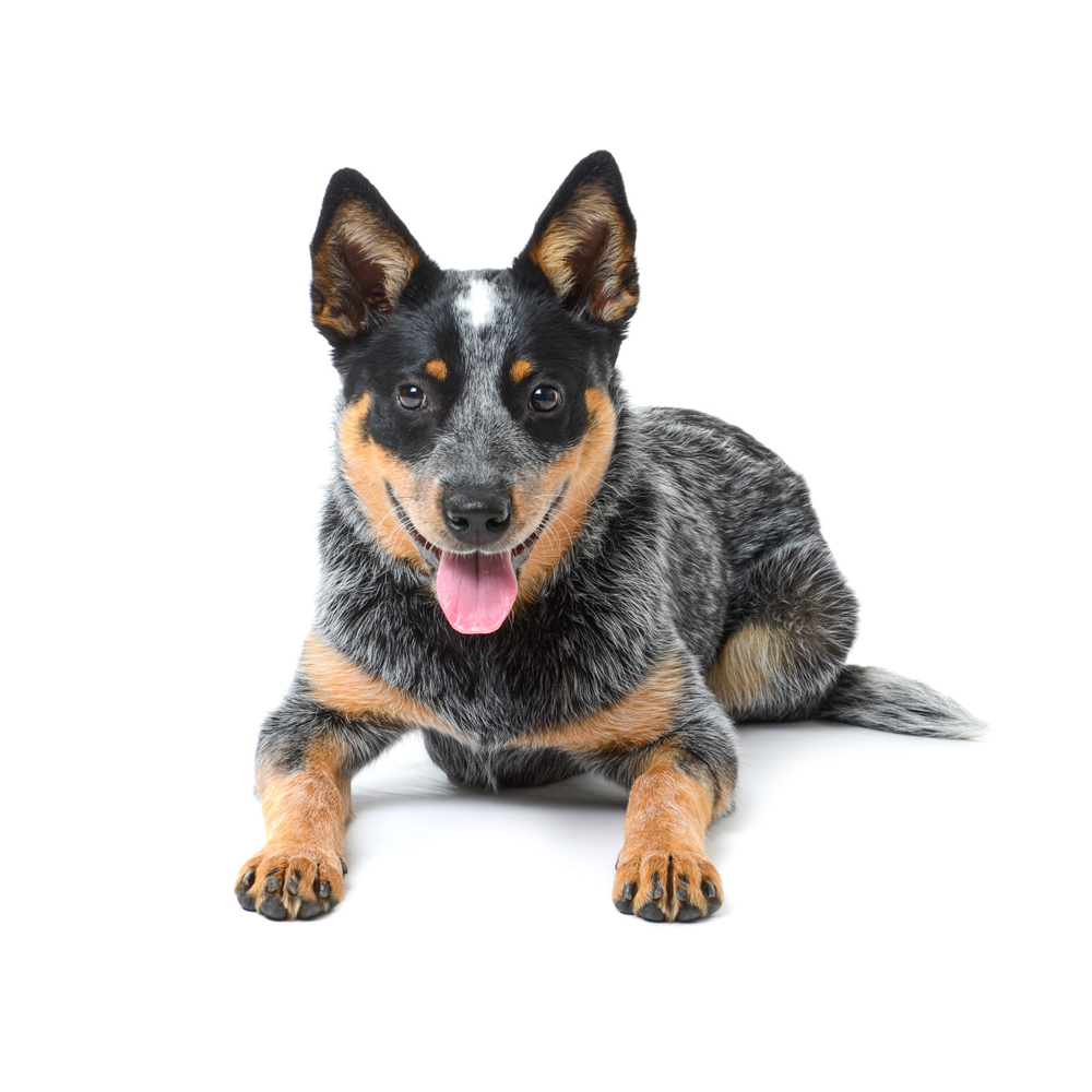 Australian Cattle Dog