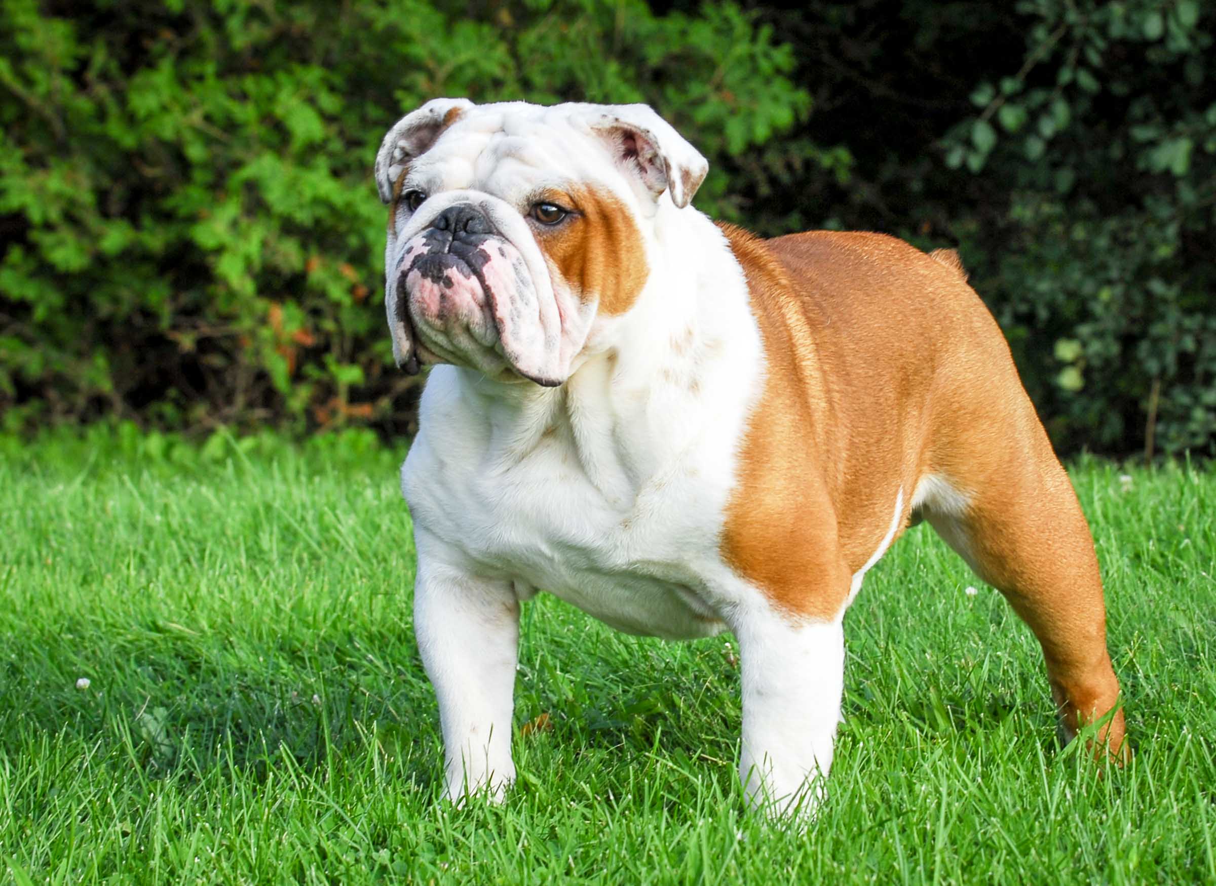 English Bulldog