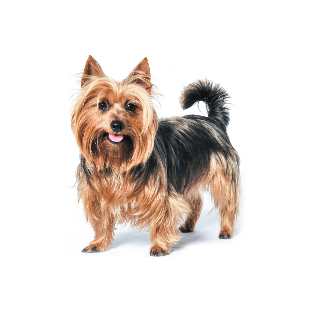 Australian Terrier