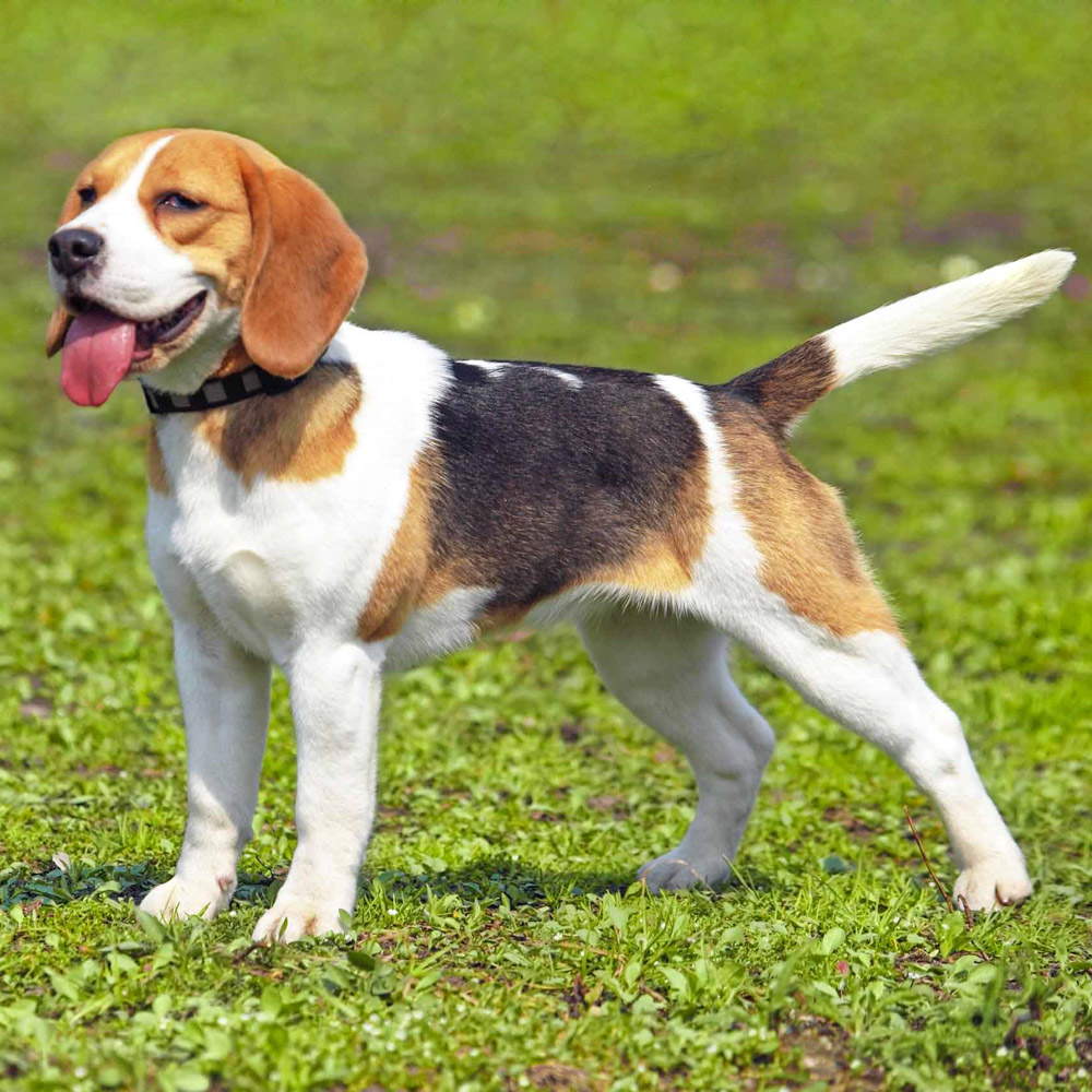 Max, a Beagle