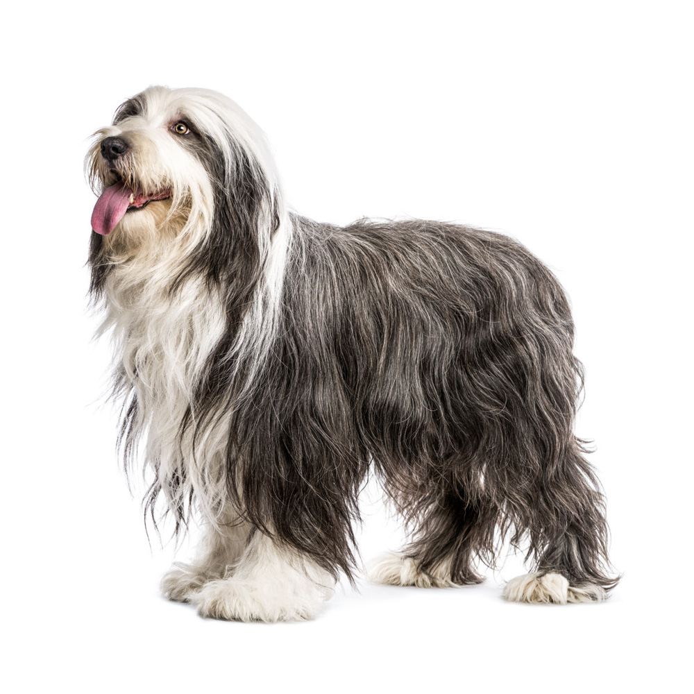 Bearded Collie