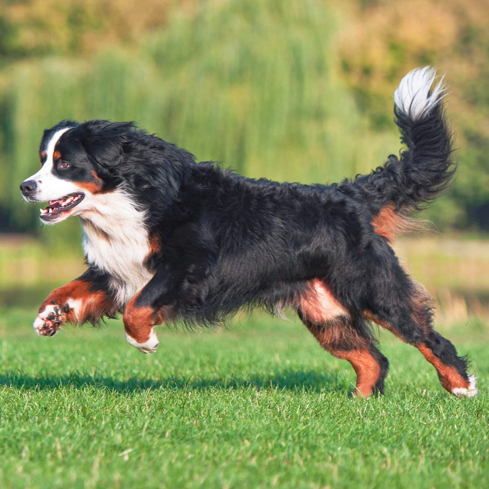 Bernese Mountain Dog
