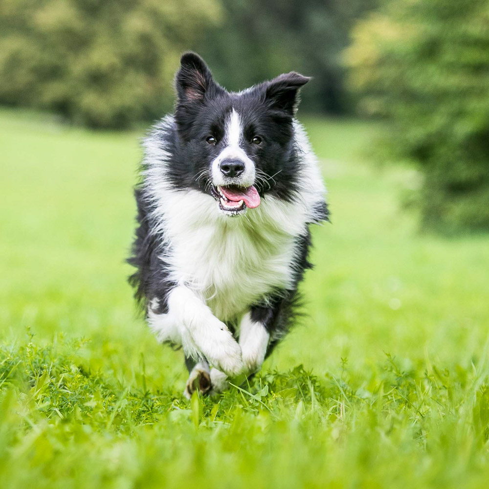Bandit, a Border Collie