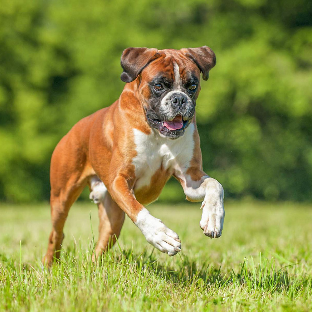 Boxer