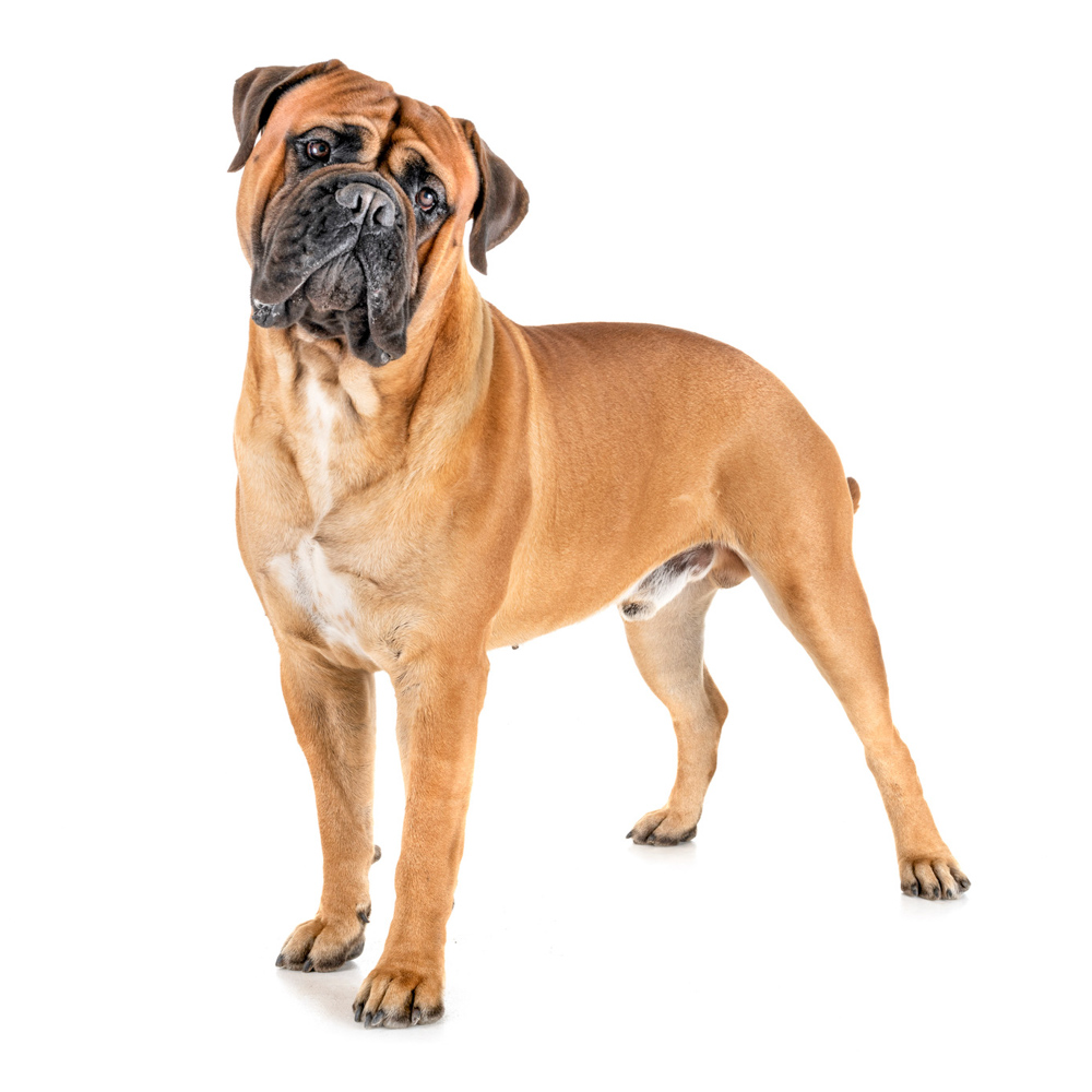 Bullmastiff