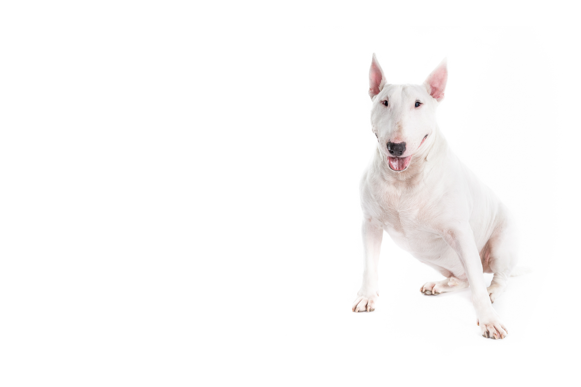 Bull Terrier