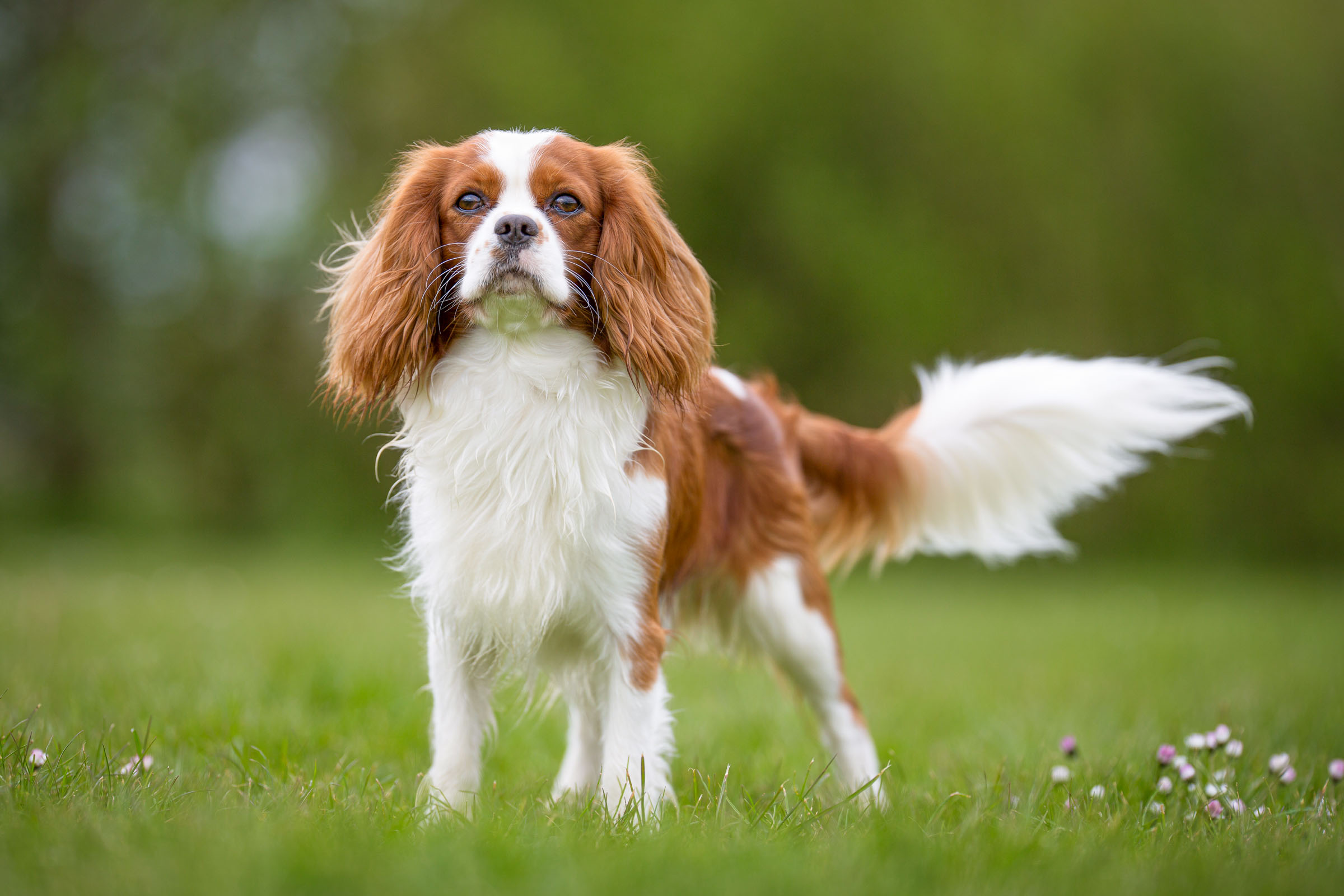 Pepper, a Cavalier King Charles