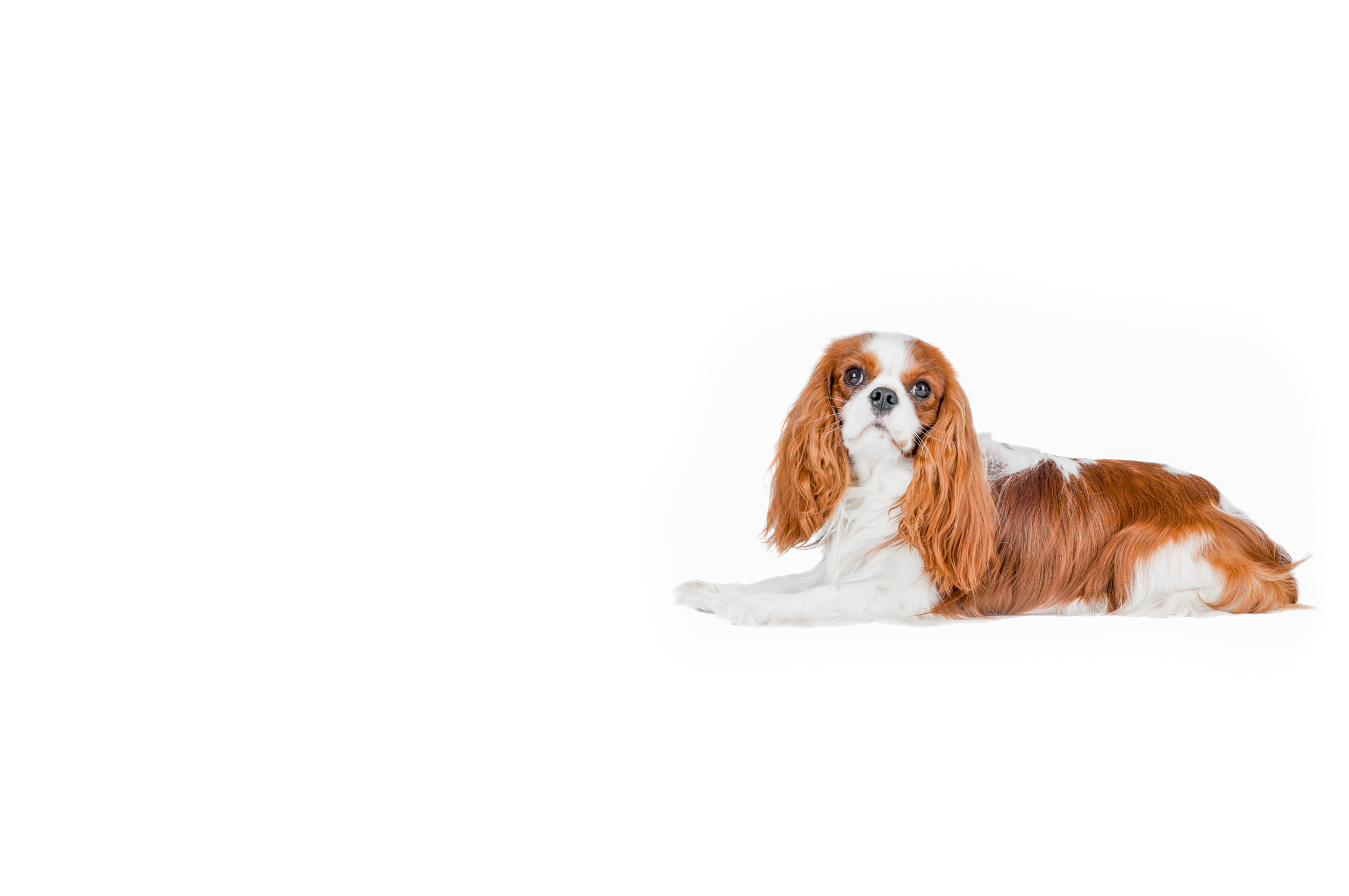 Cavalier King Charles Spaniel