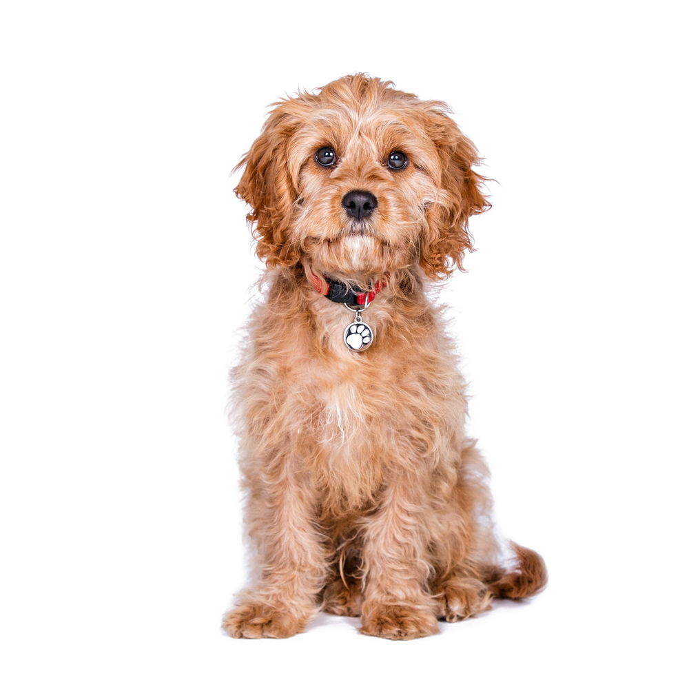 Cavoodle
