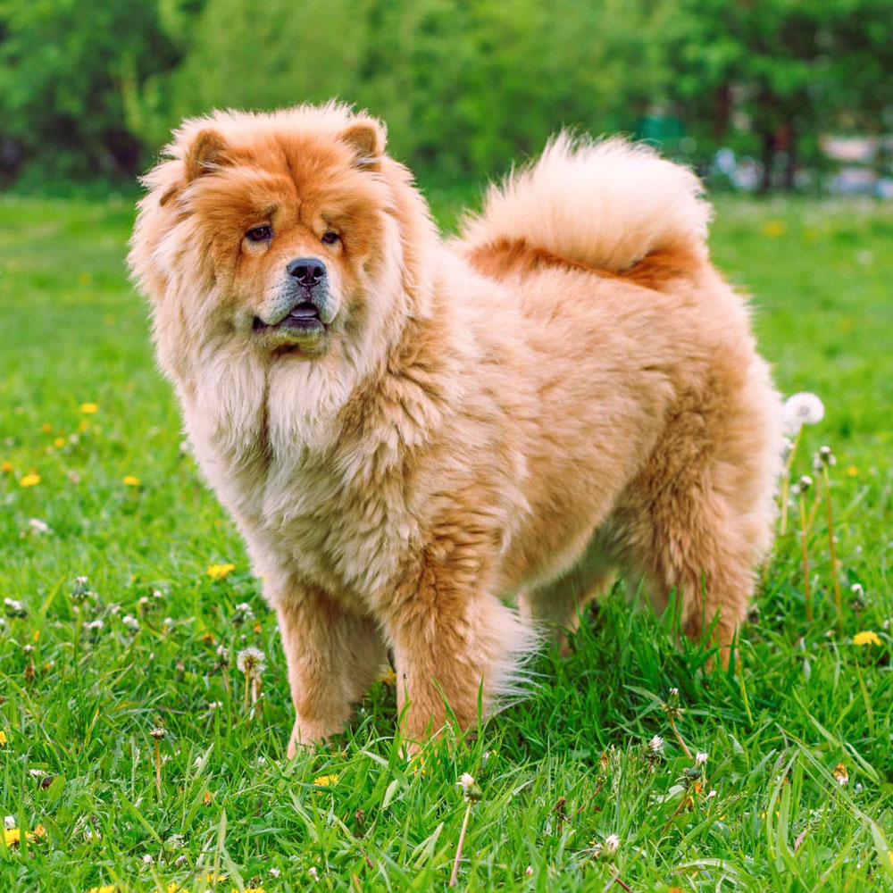 Chow Chow