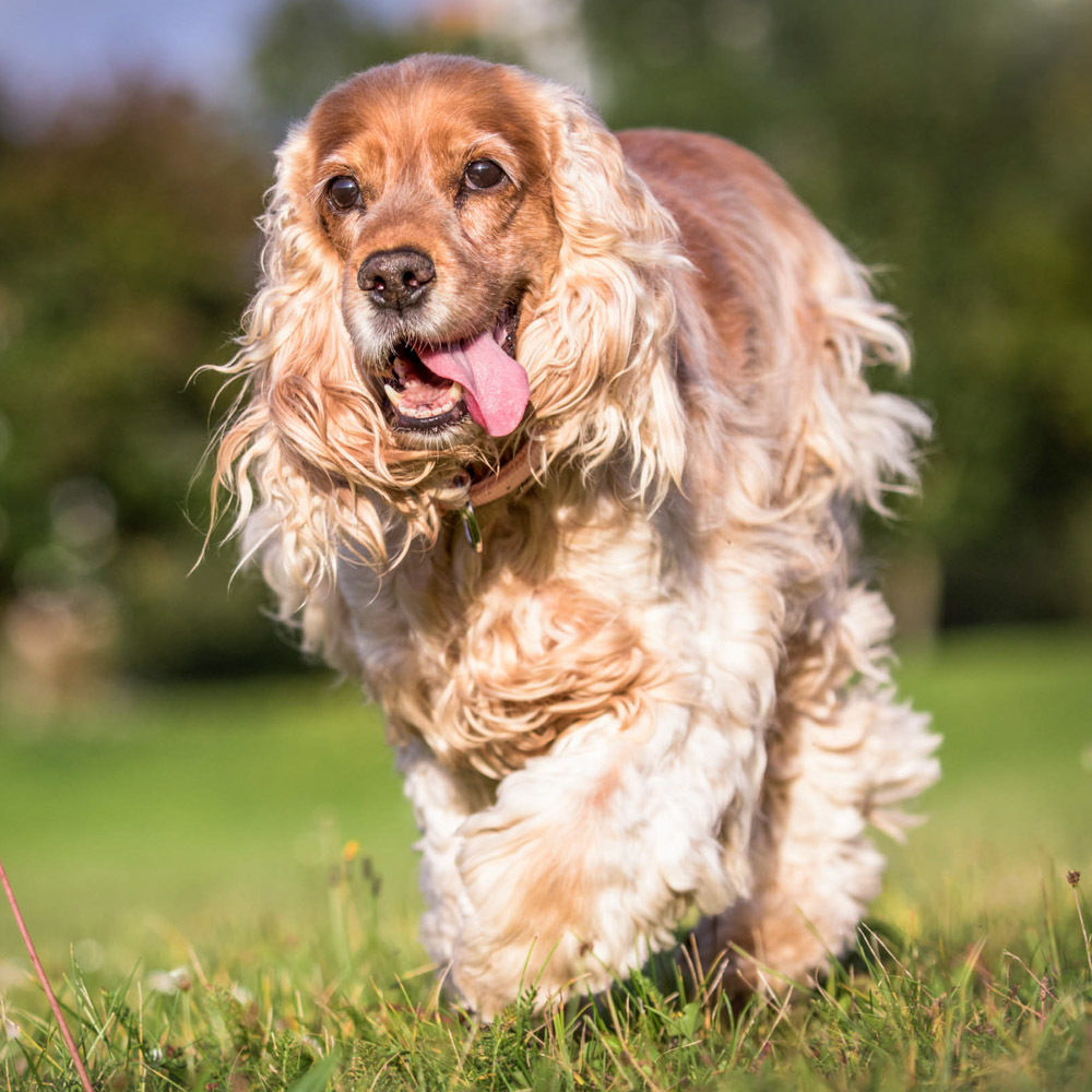 Ziggy, a Cocker Spaniel