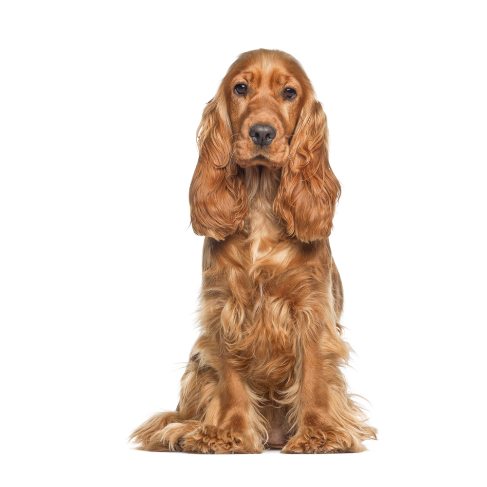 Cocker Spaniel