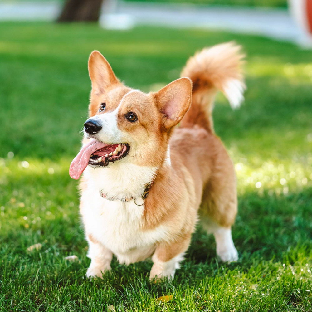 A Corgi