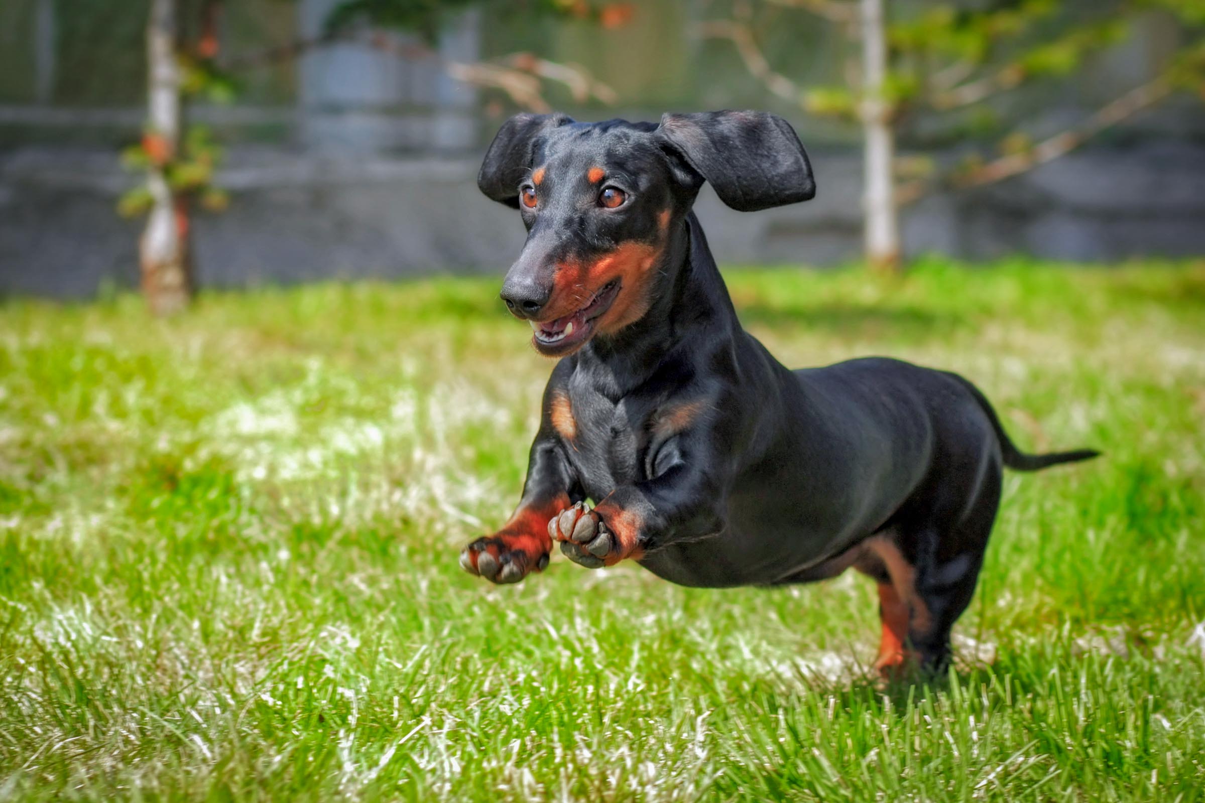 Archie, a Dachshund