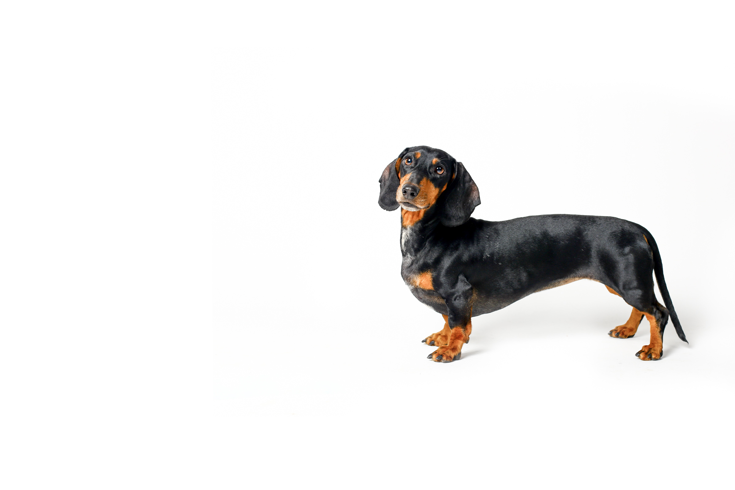 Dachshund