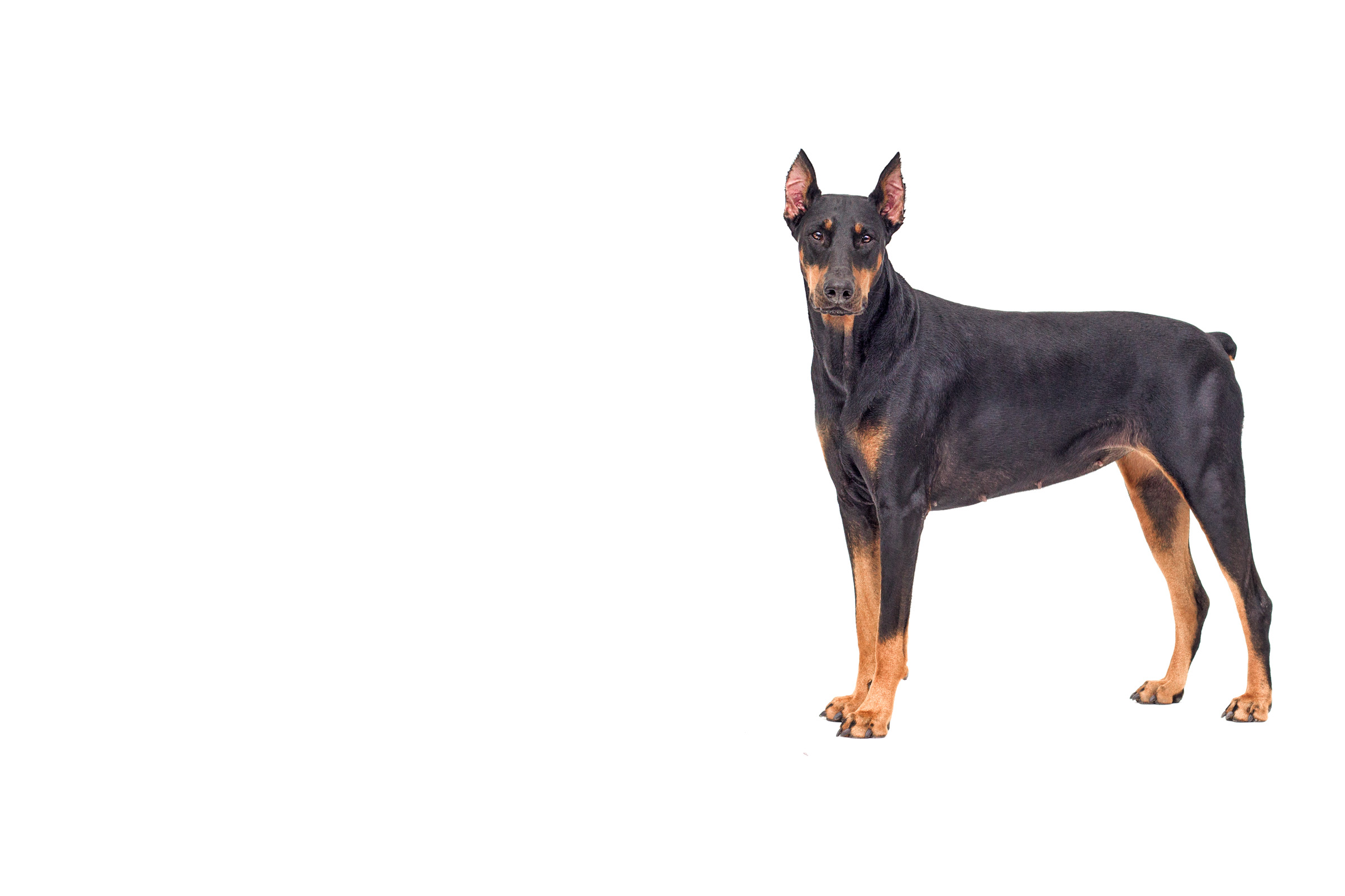 Doberman Pinscher