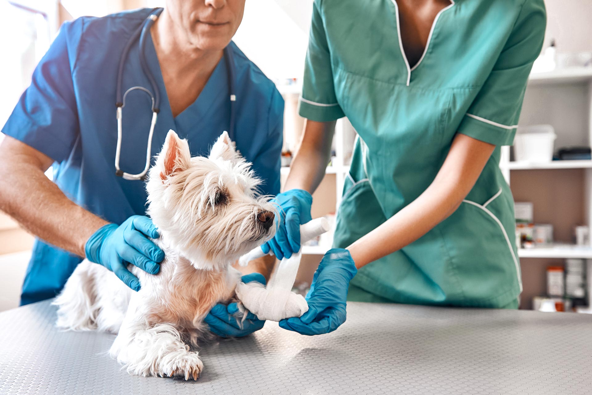 Vet Nurses & Mobile Vets