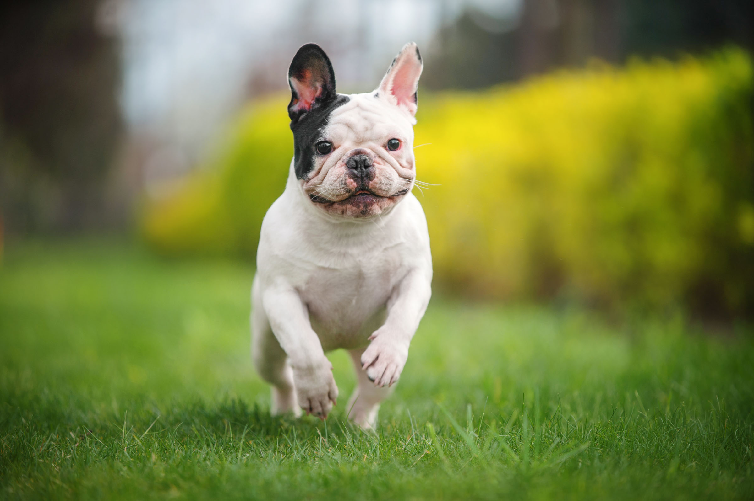 A French Bulldog