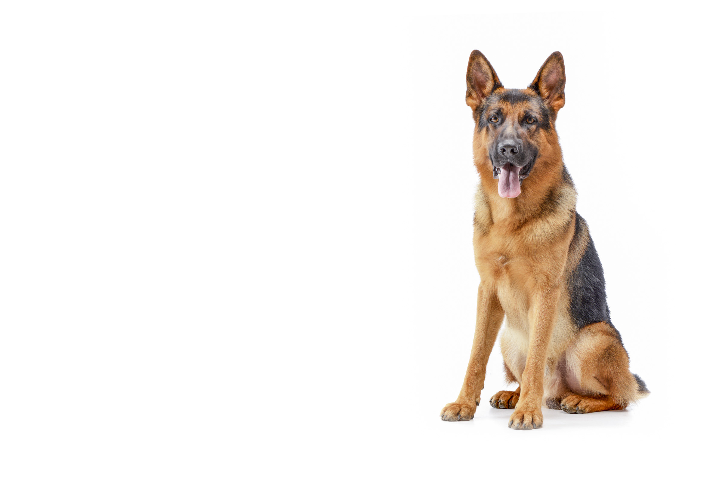 German Shepherd