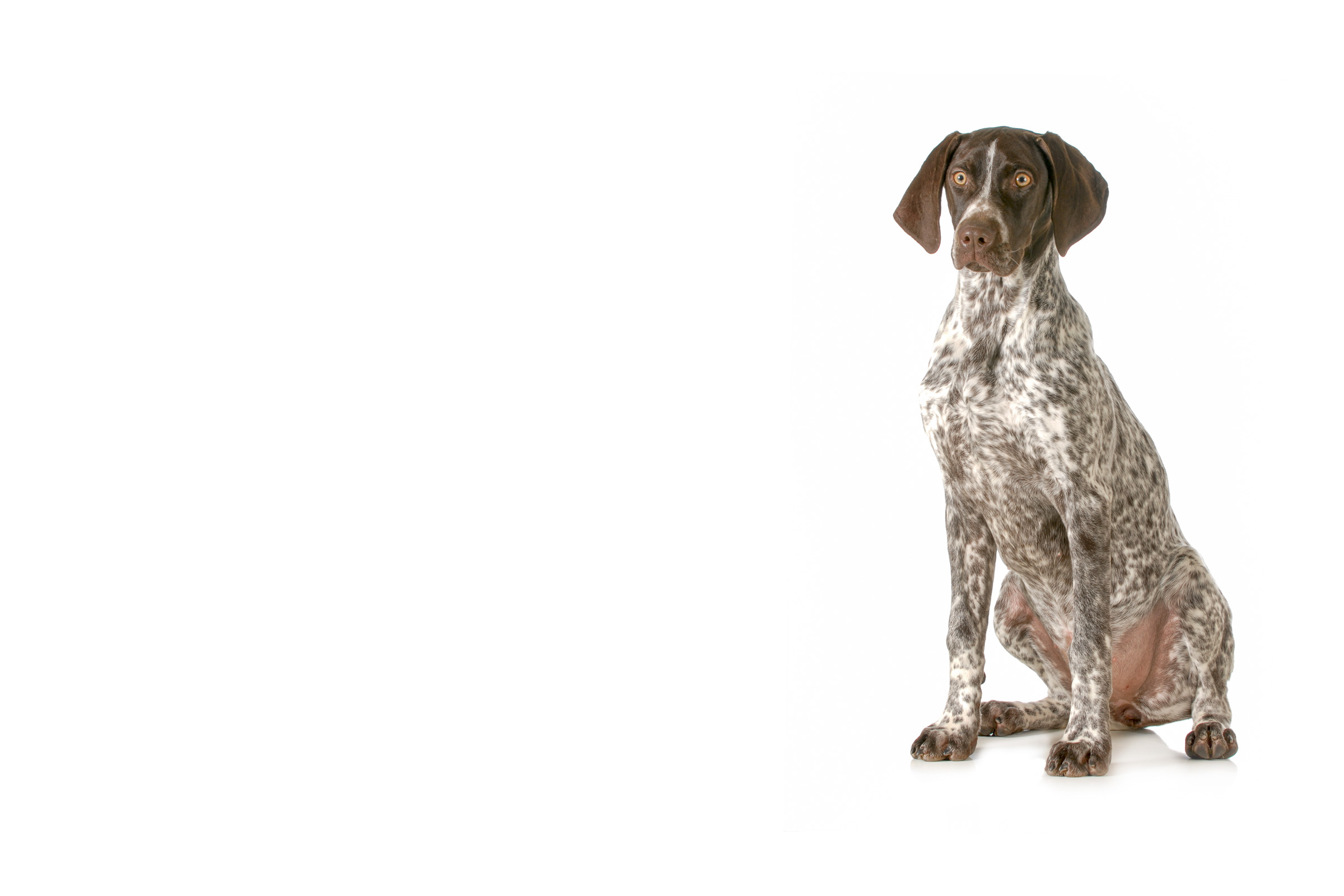 German Shorthaired Pointer