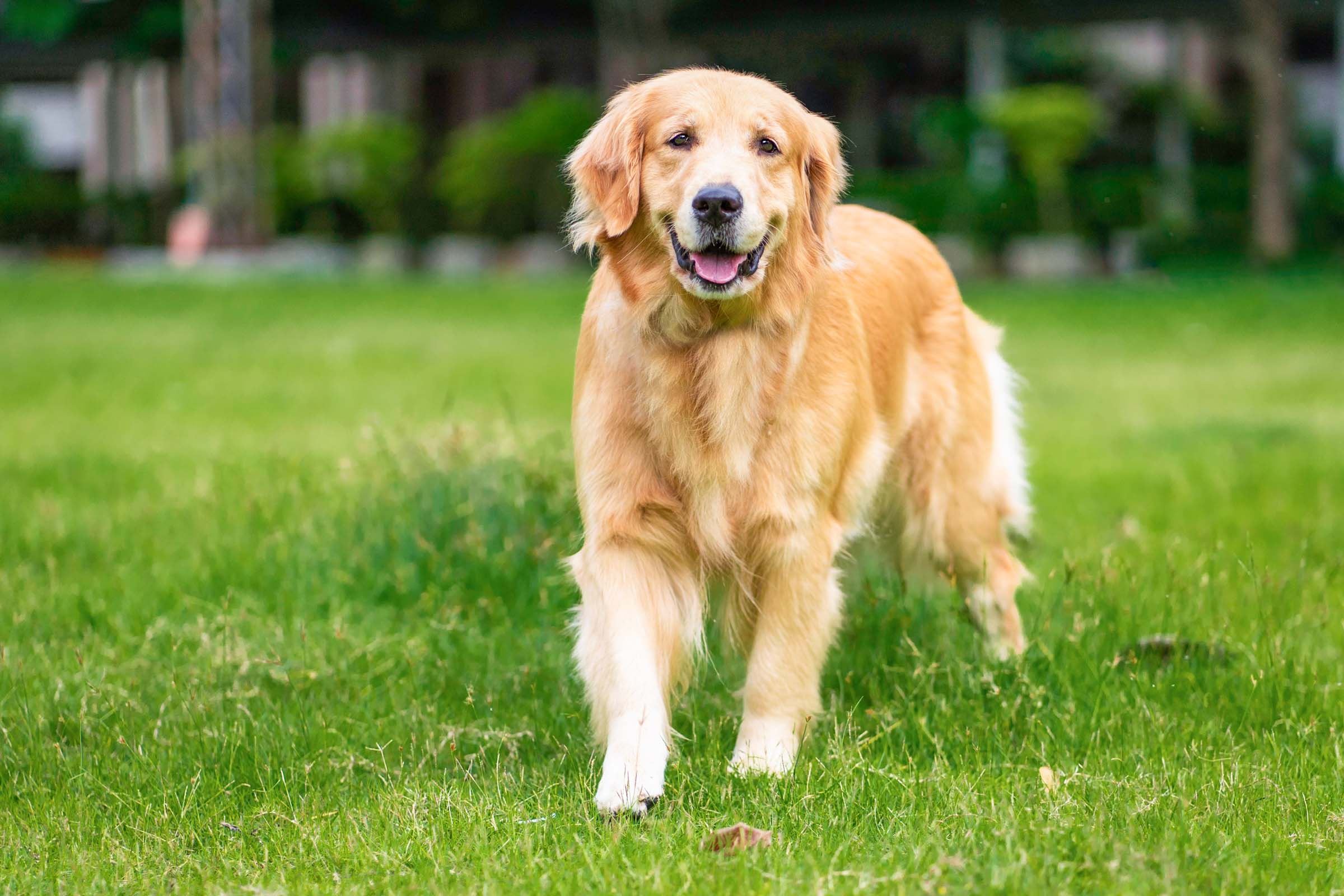 Buddy, a Golden Retriever