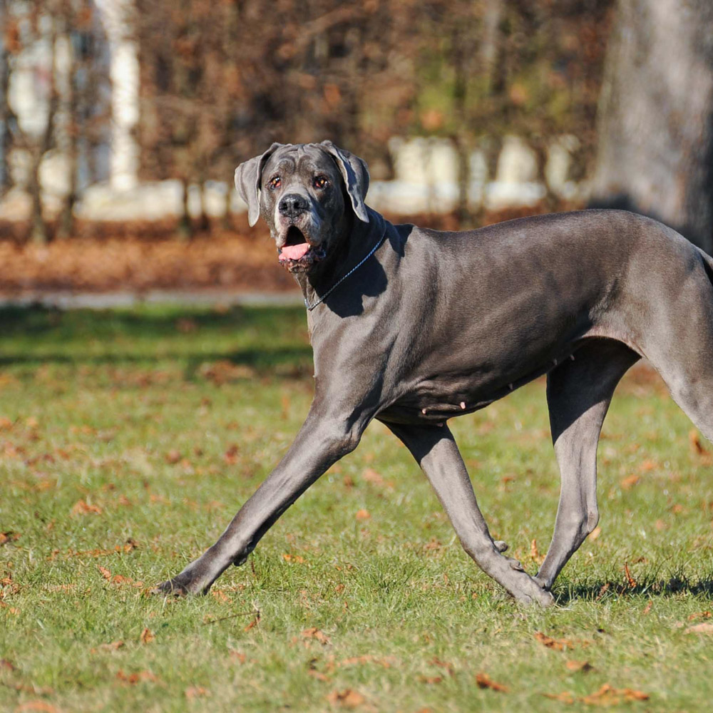Great Dane