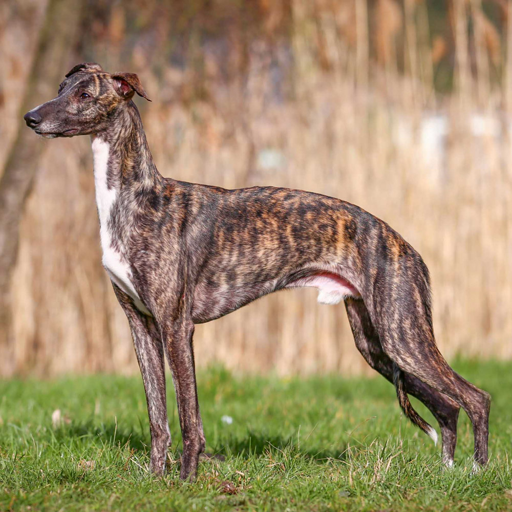 Willow, a Greyhound