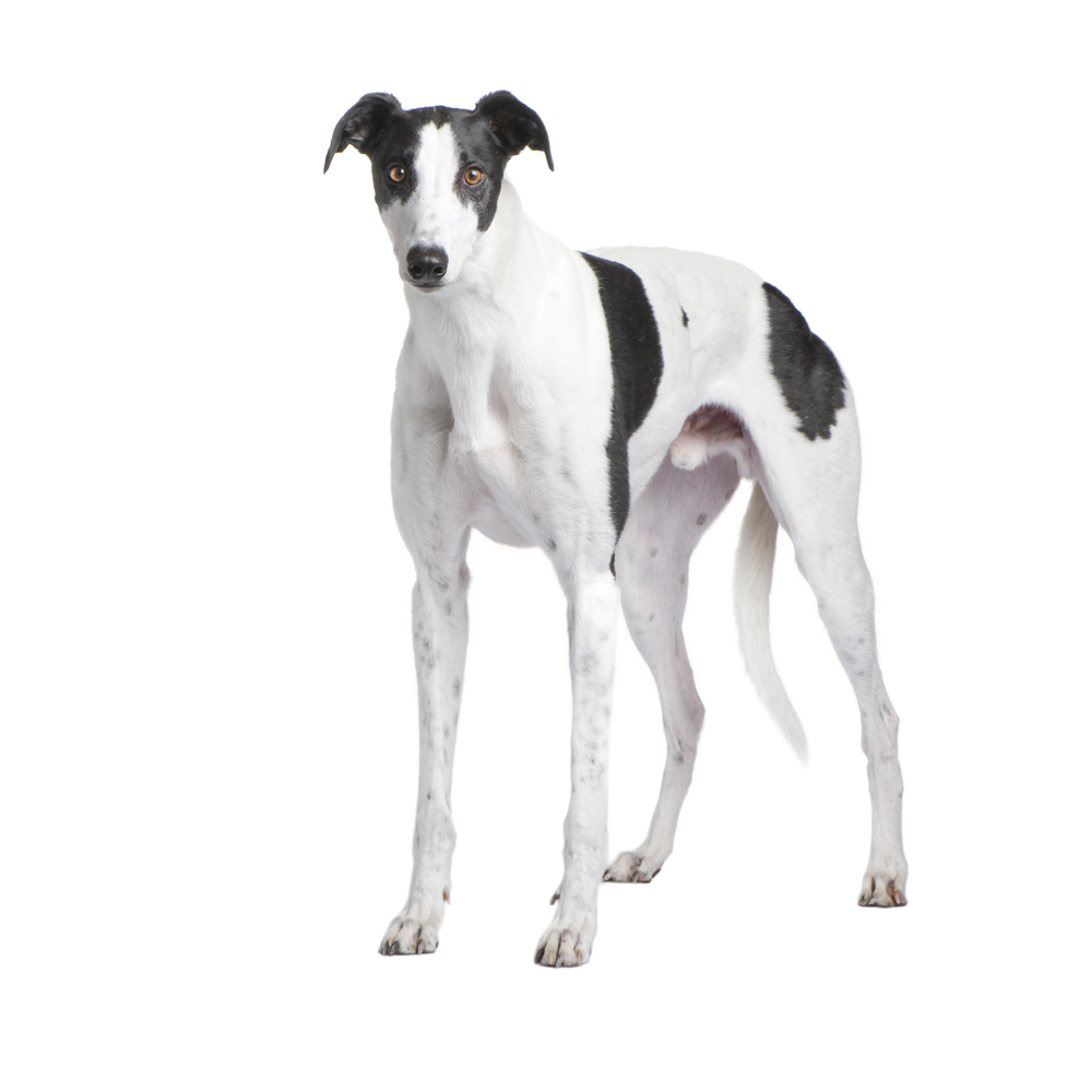 Greyhound