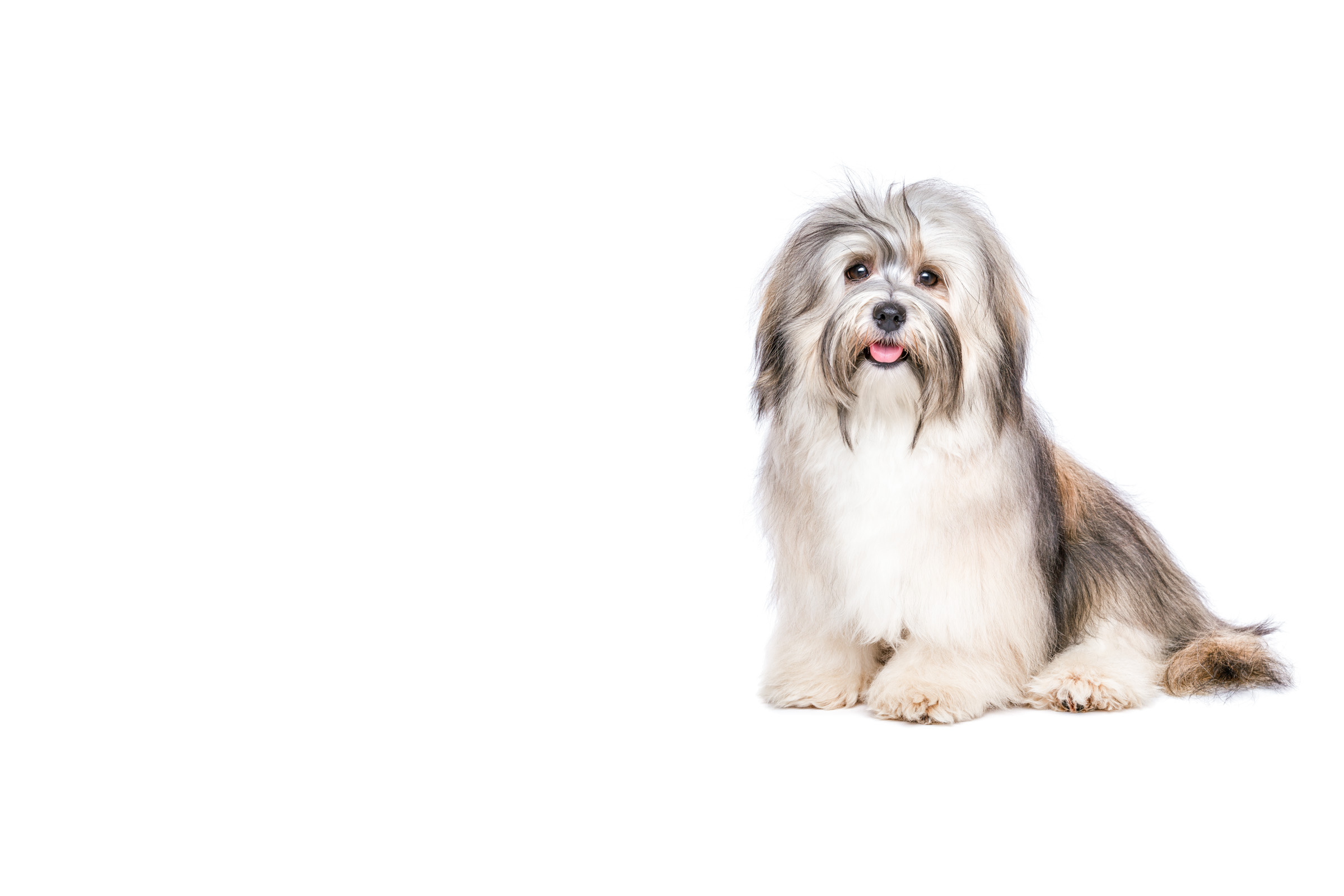 Havanese