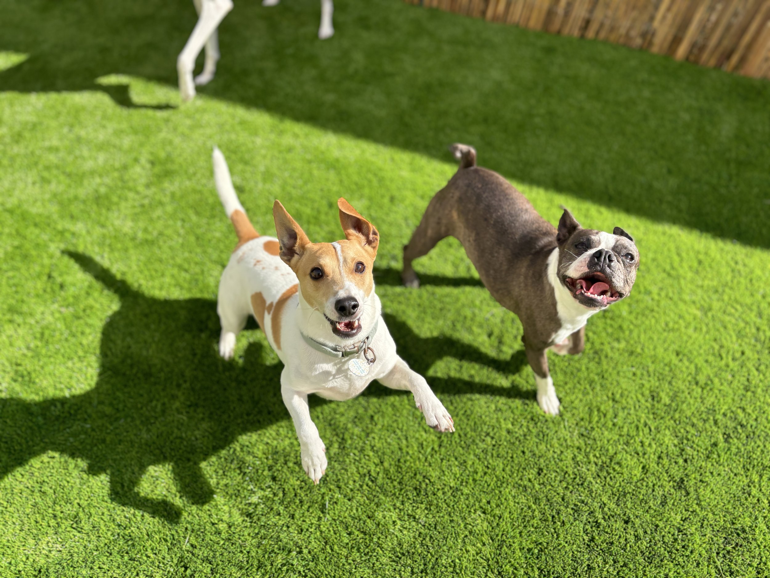 Houndz Paradise - professional pet services