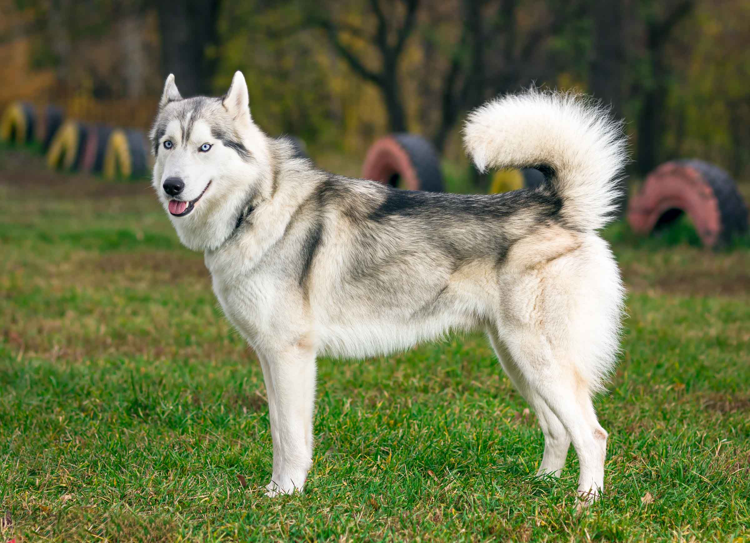 Nala, a Siberian Husky