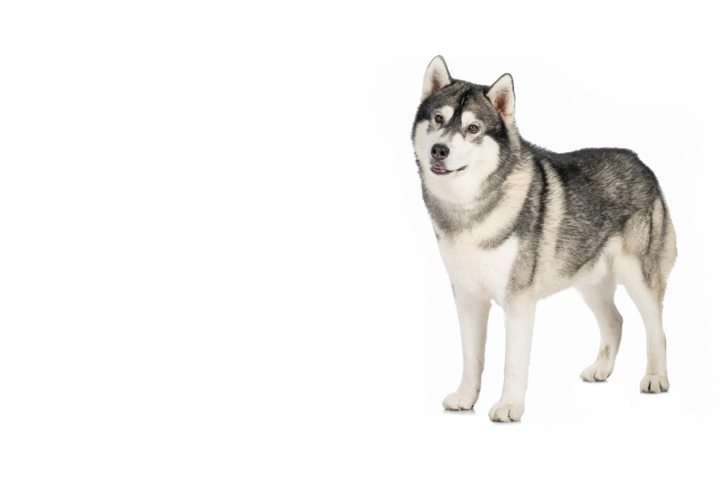 Siberian Husky