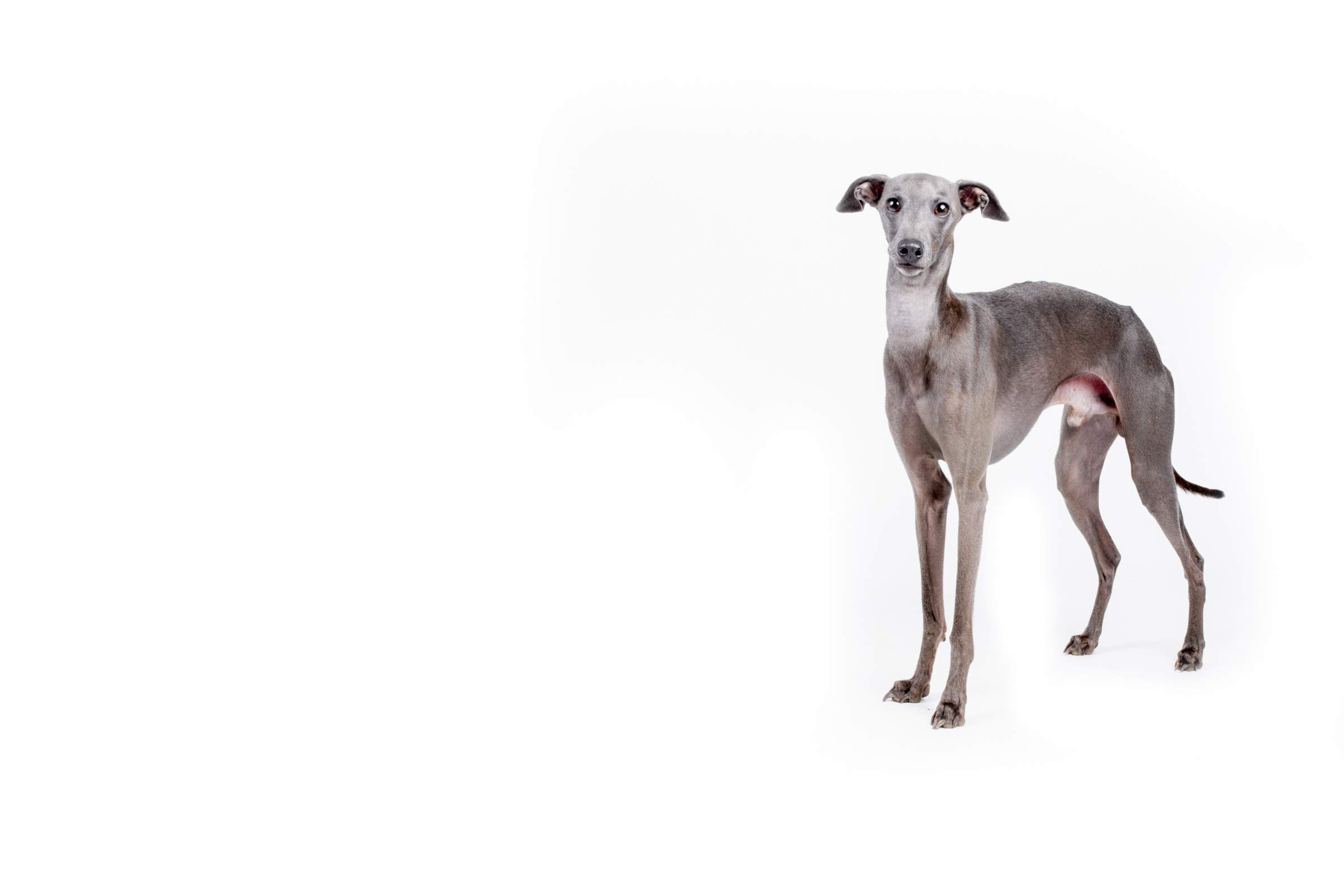 Italian Greyhound