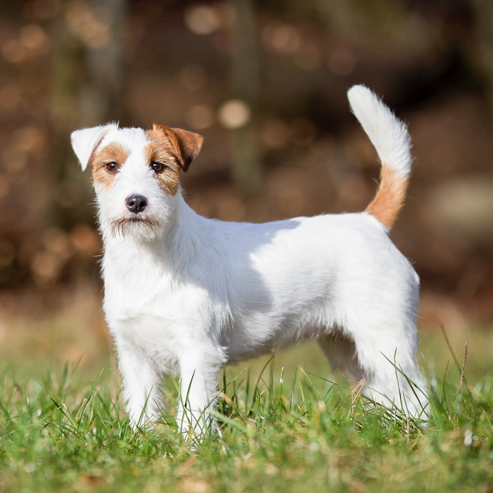 Jack Russell Terrier