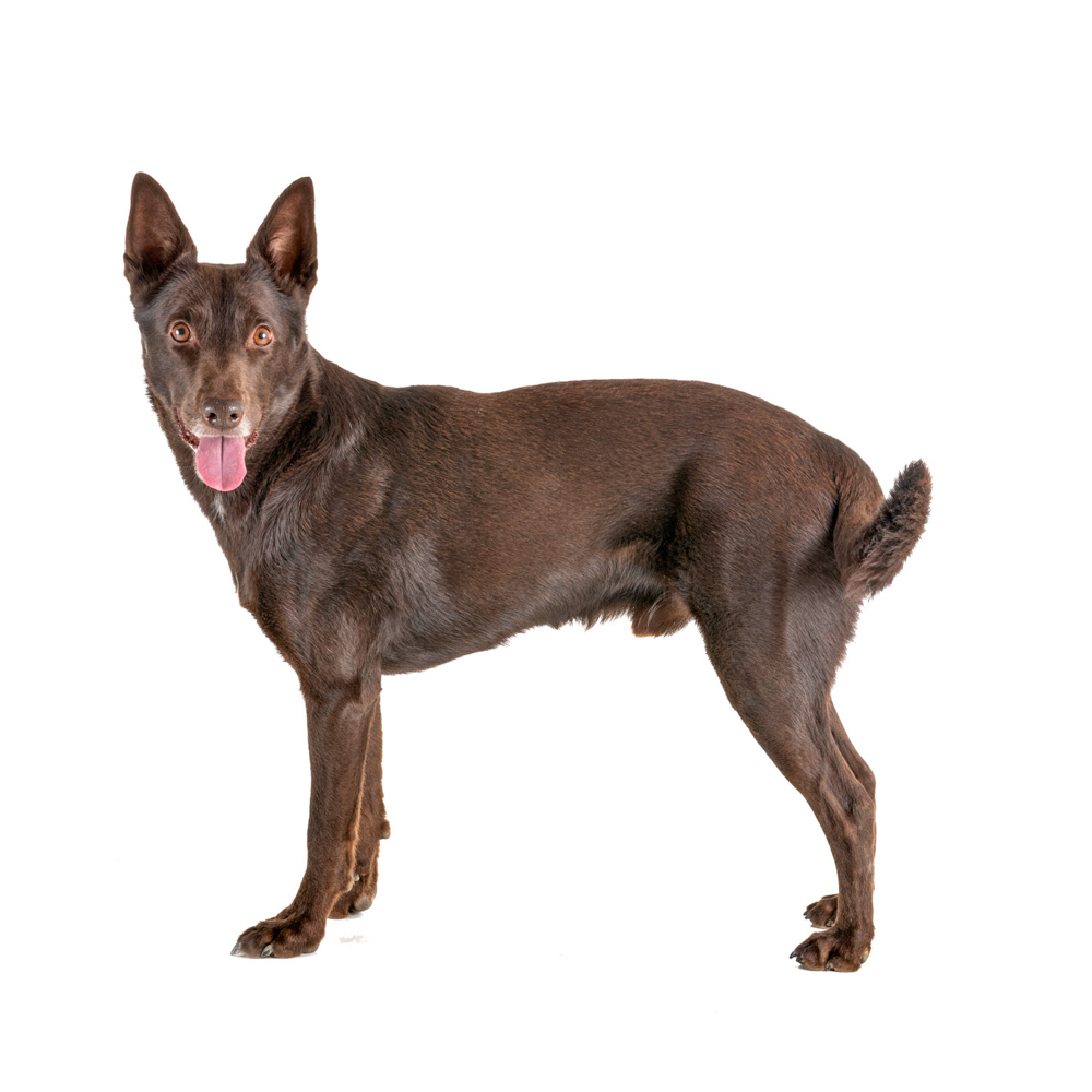 Australian Kelpie