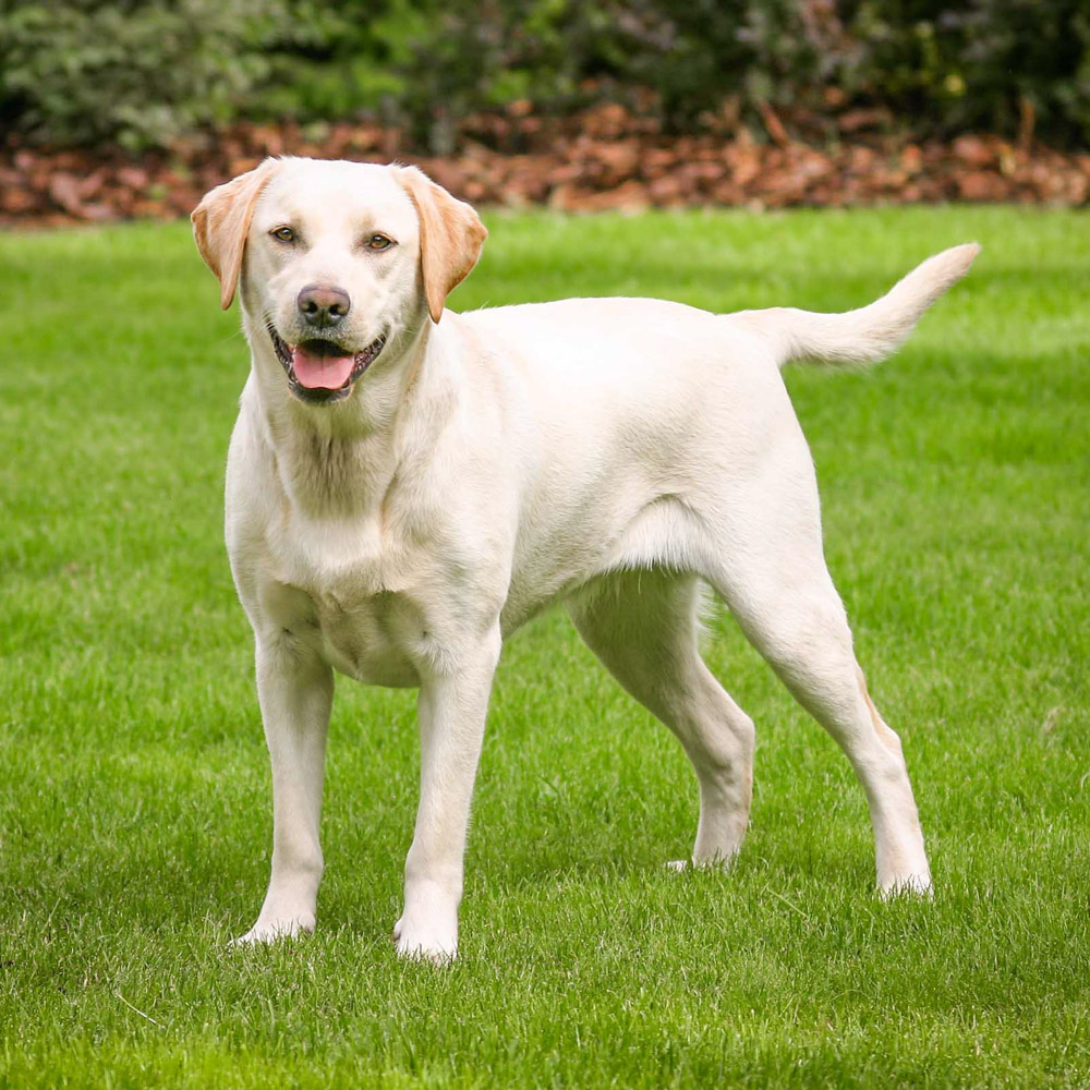 Max, a Labrador