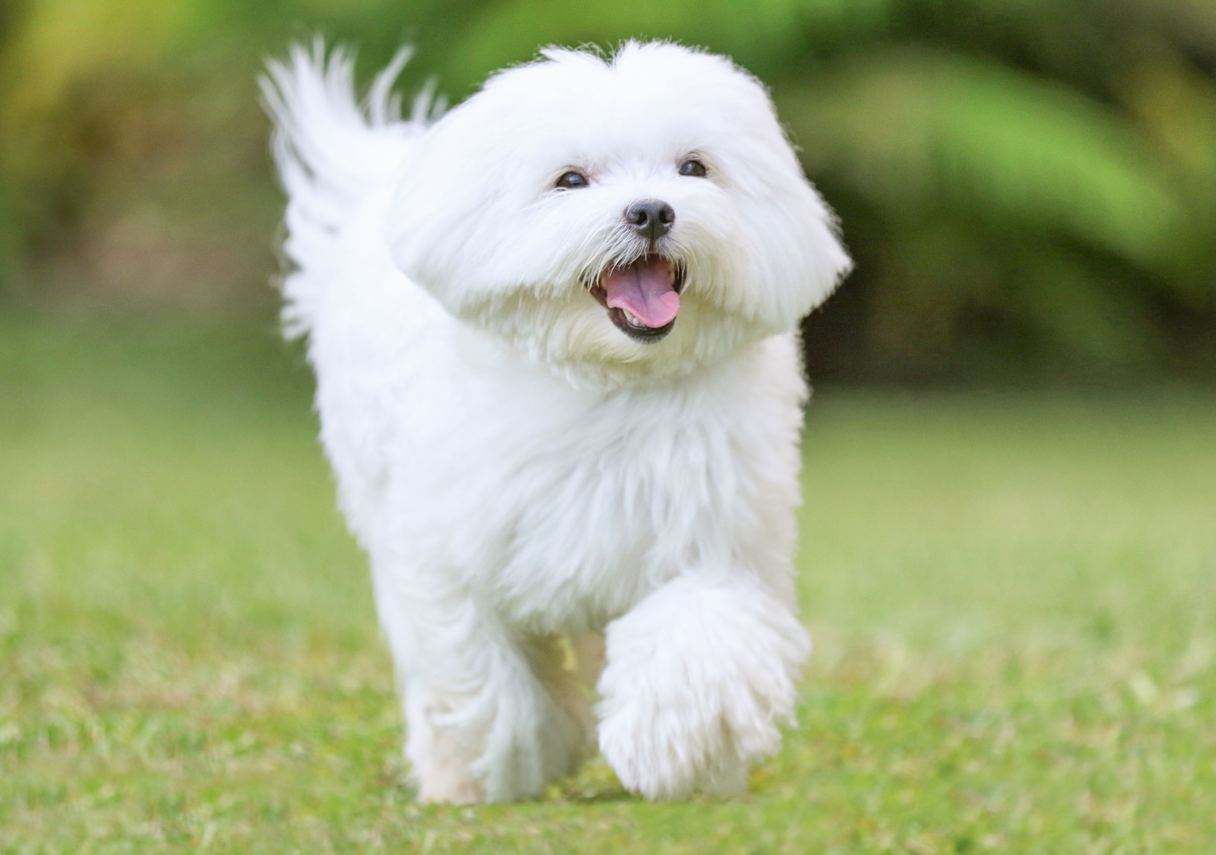Grooming reference photo