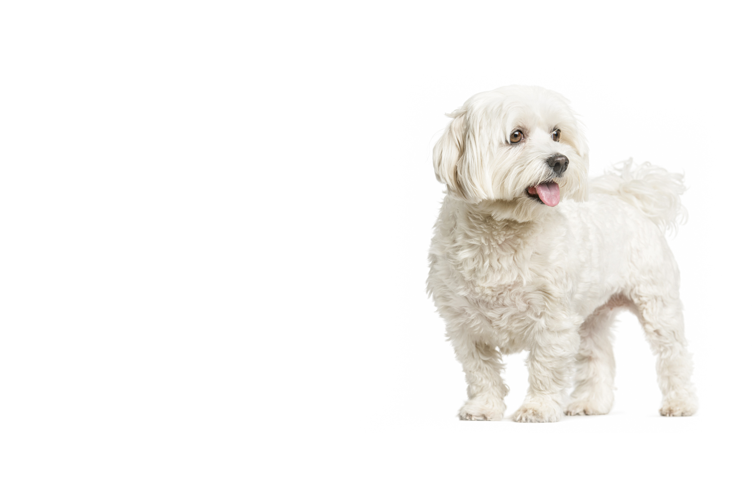 Maltese