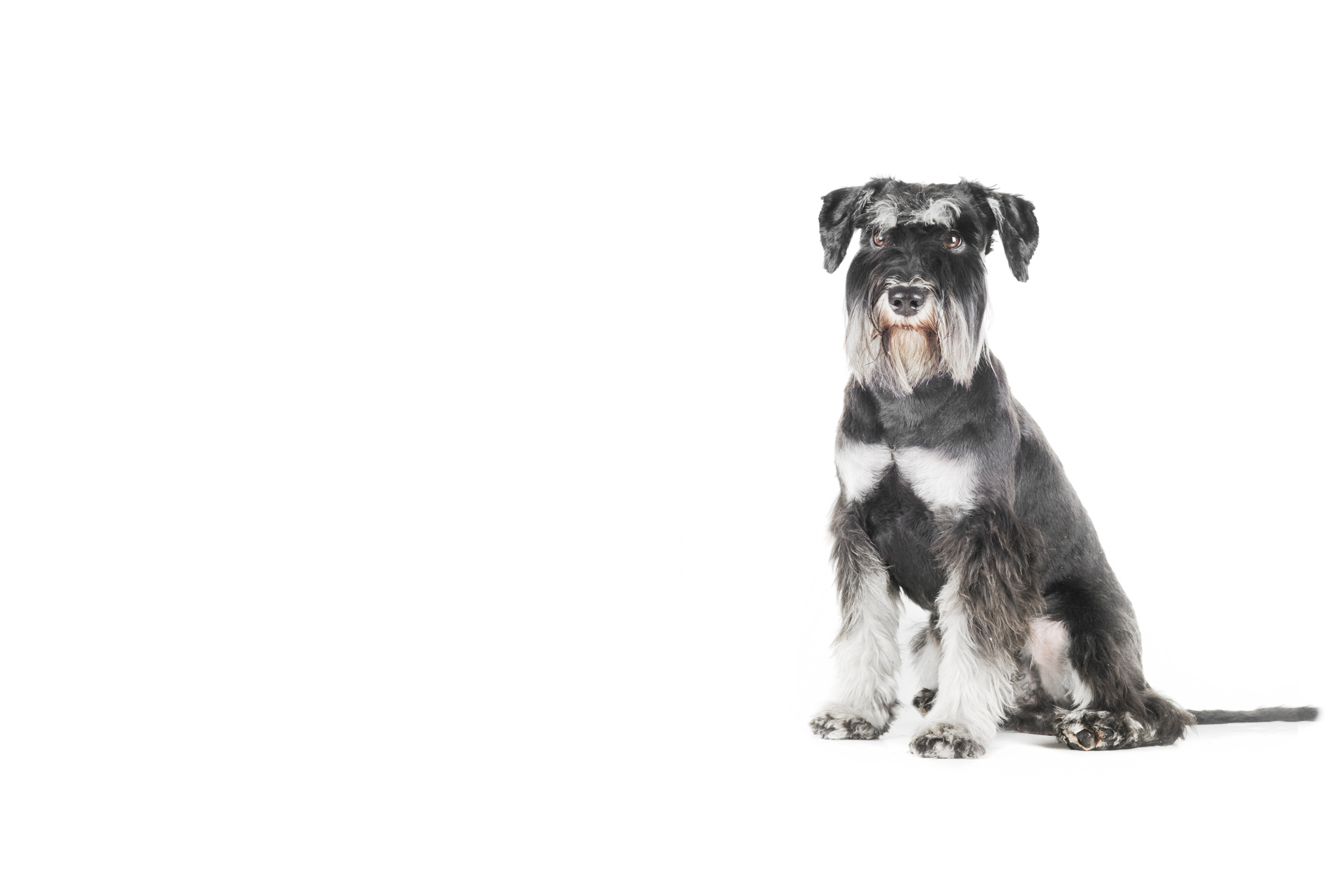 Miniature Schnauzer