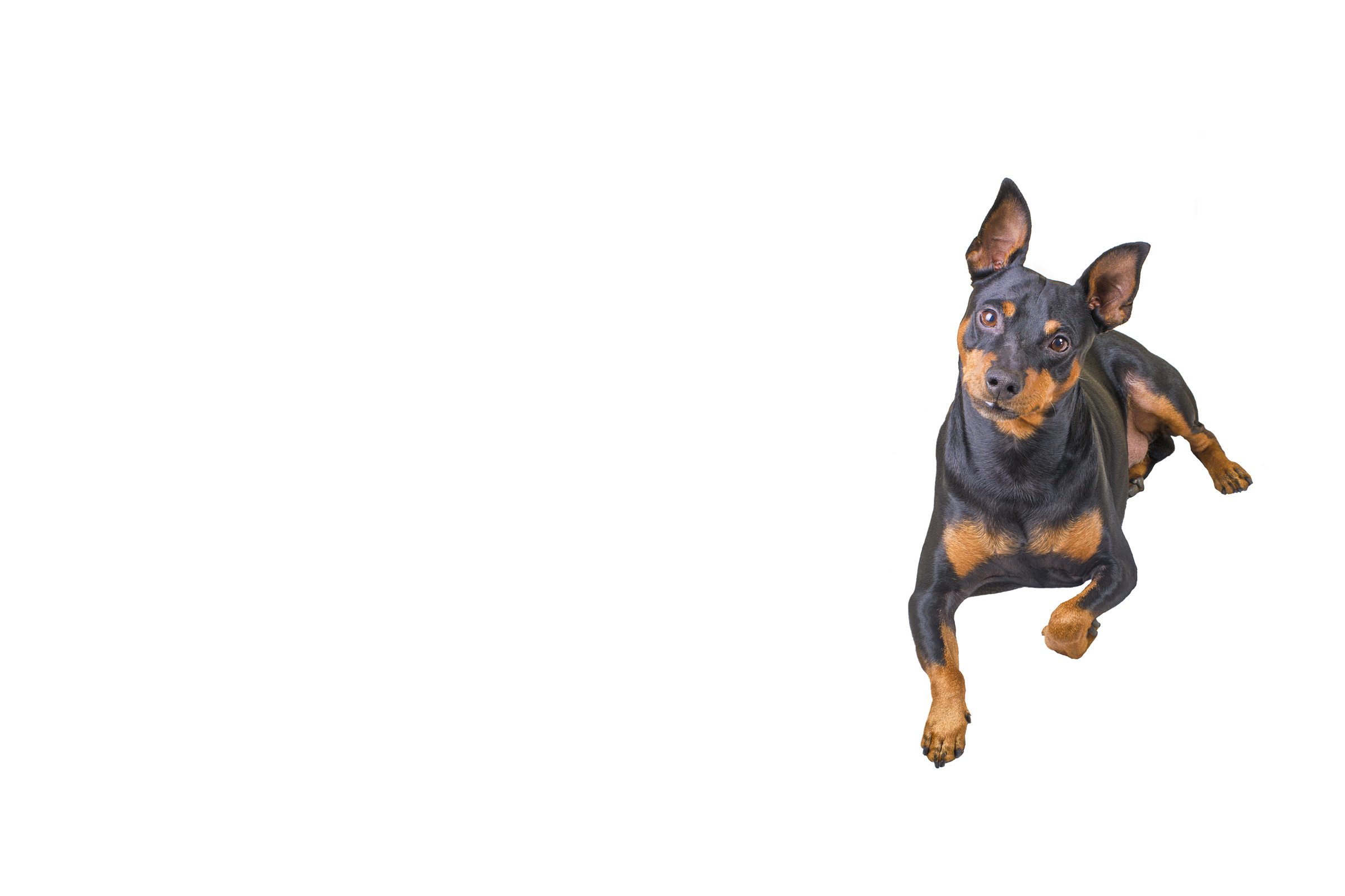 Miniature Pinscher