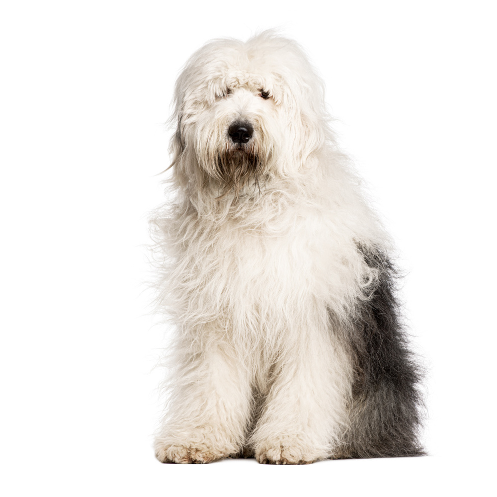 Old English Sheepdog