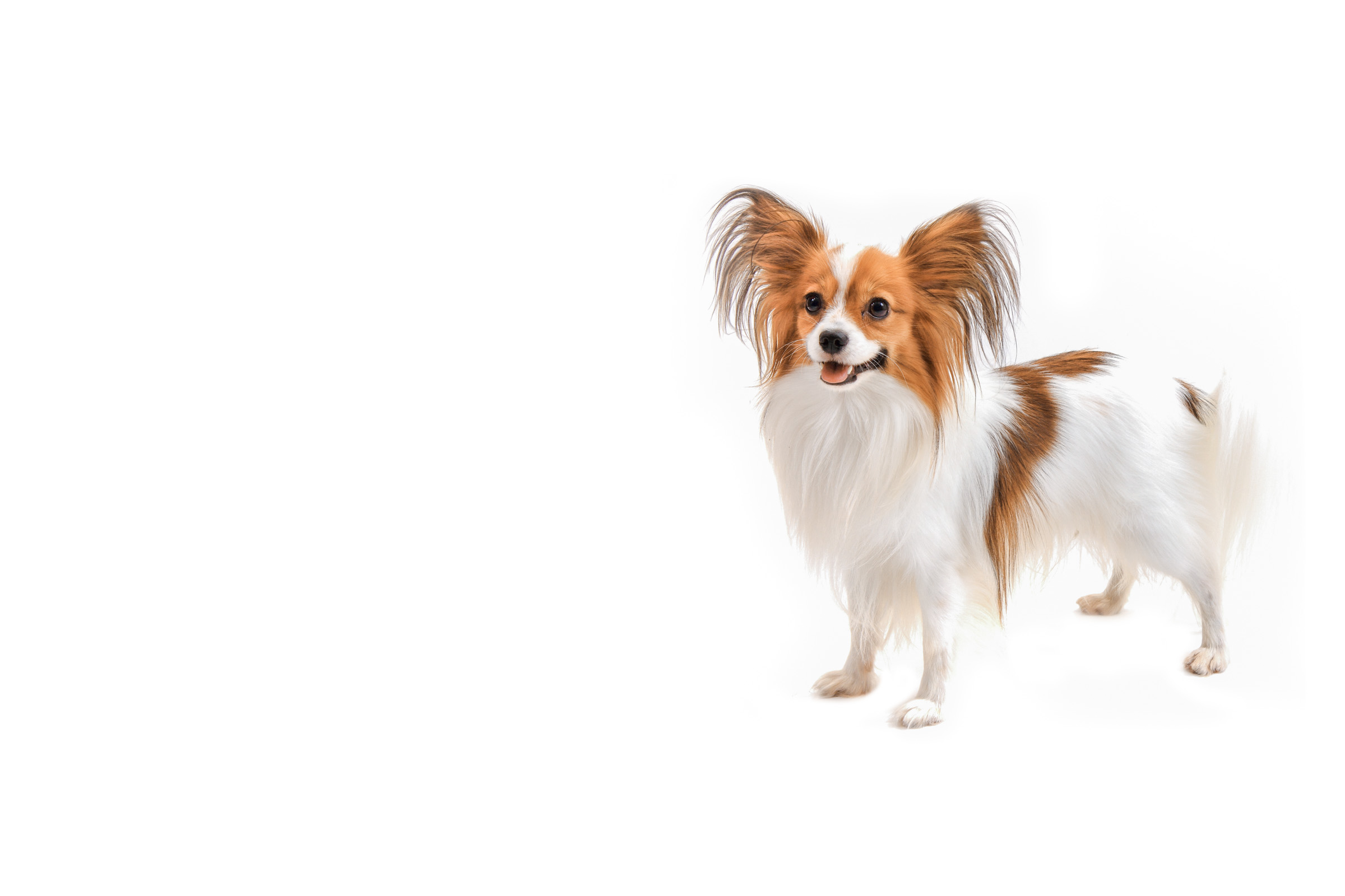 Papillon