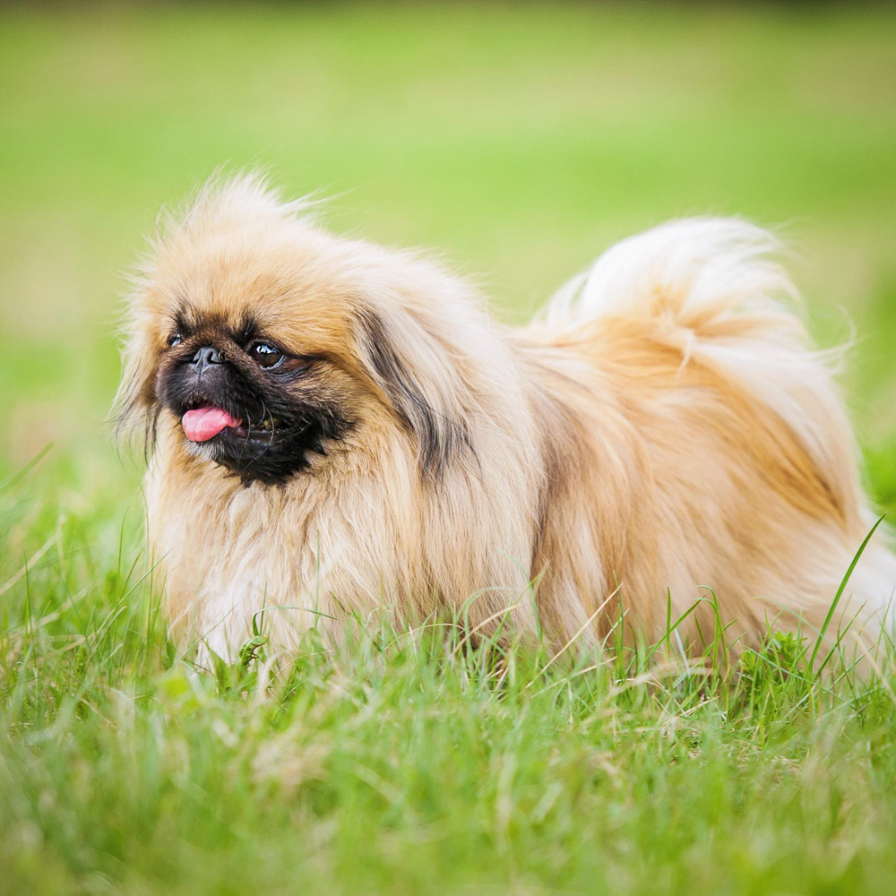 Pekingese