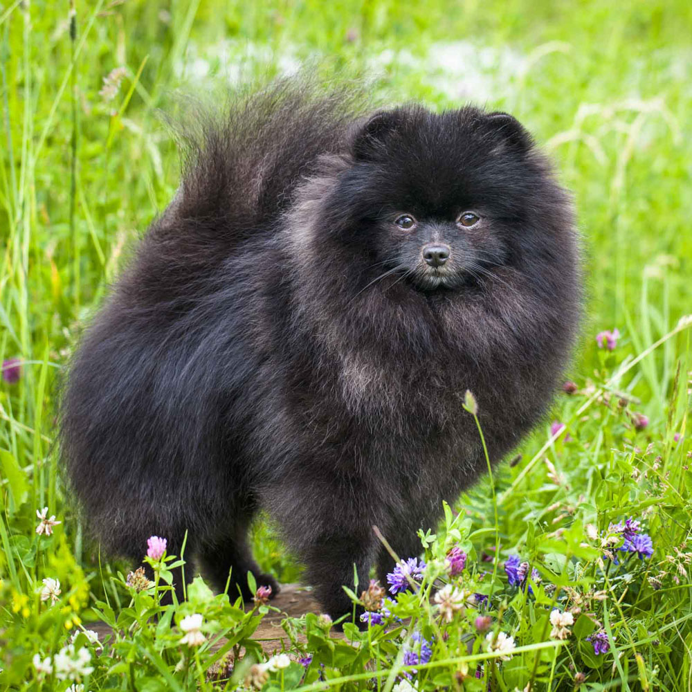 Mochi, a pet