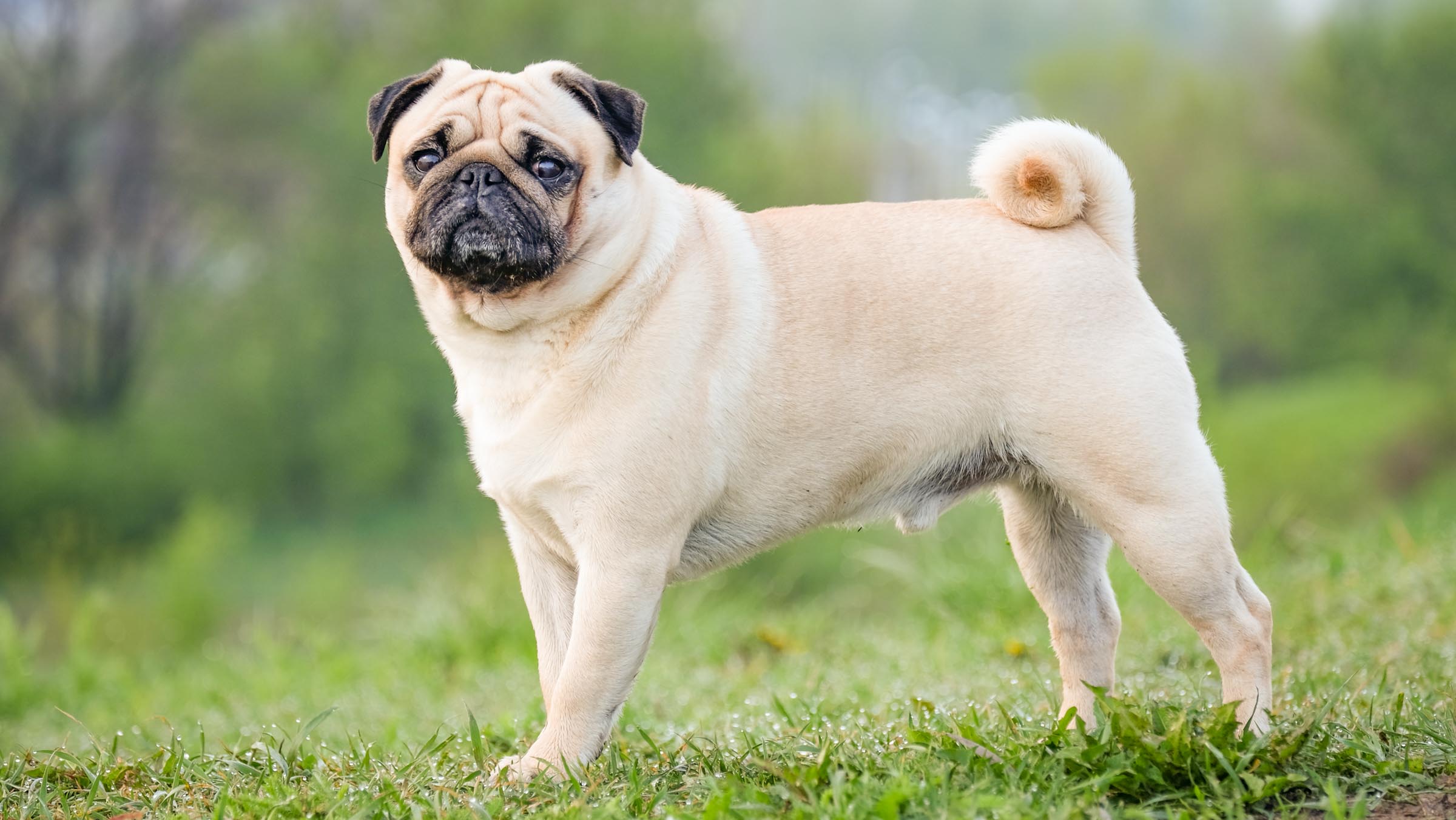 Pug