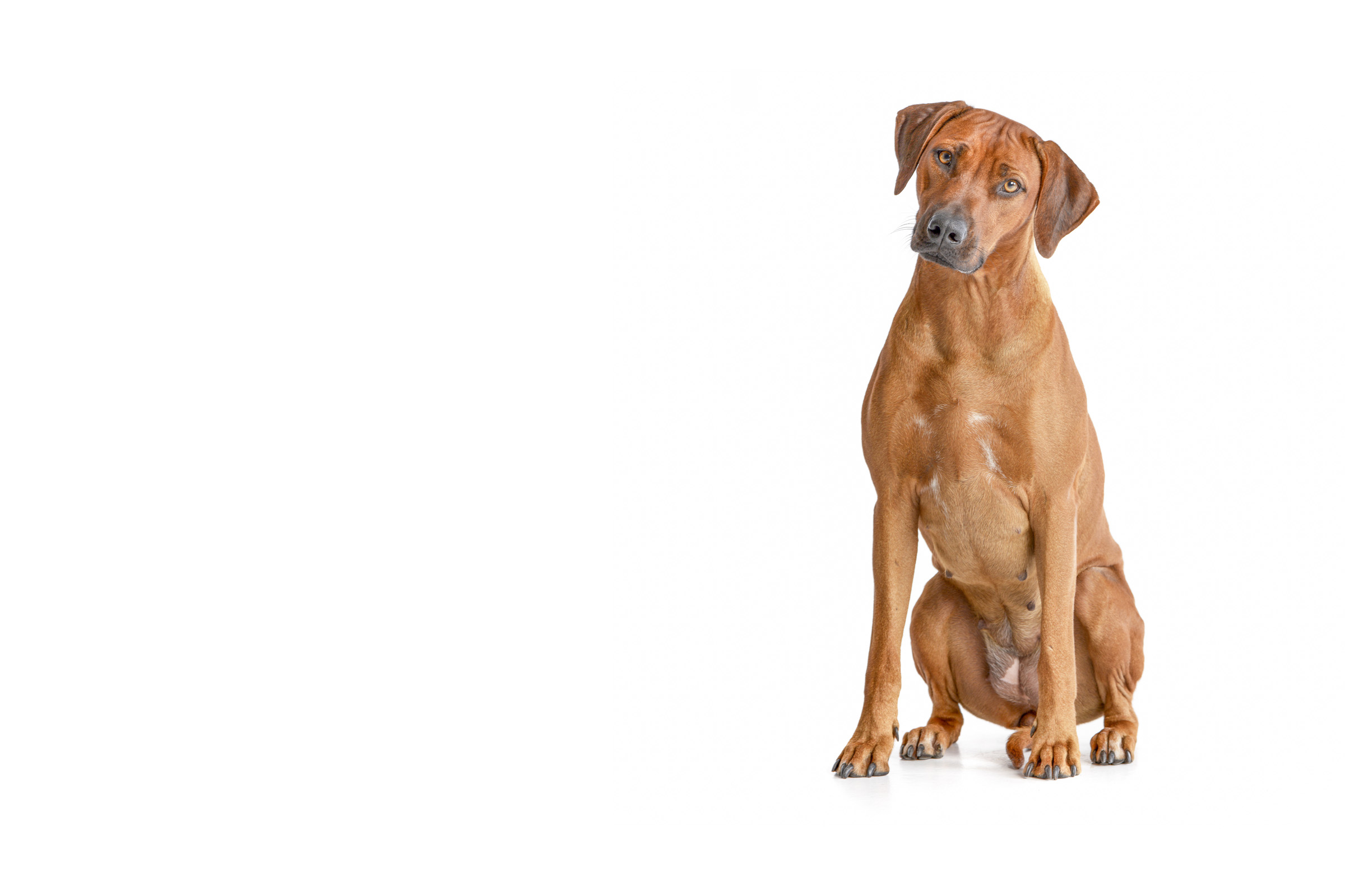 Rhodesian Ridgeback