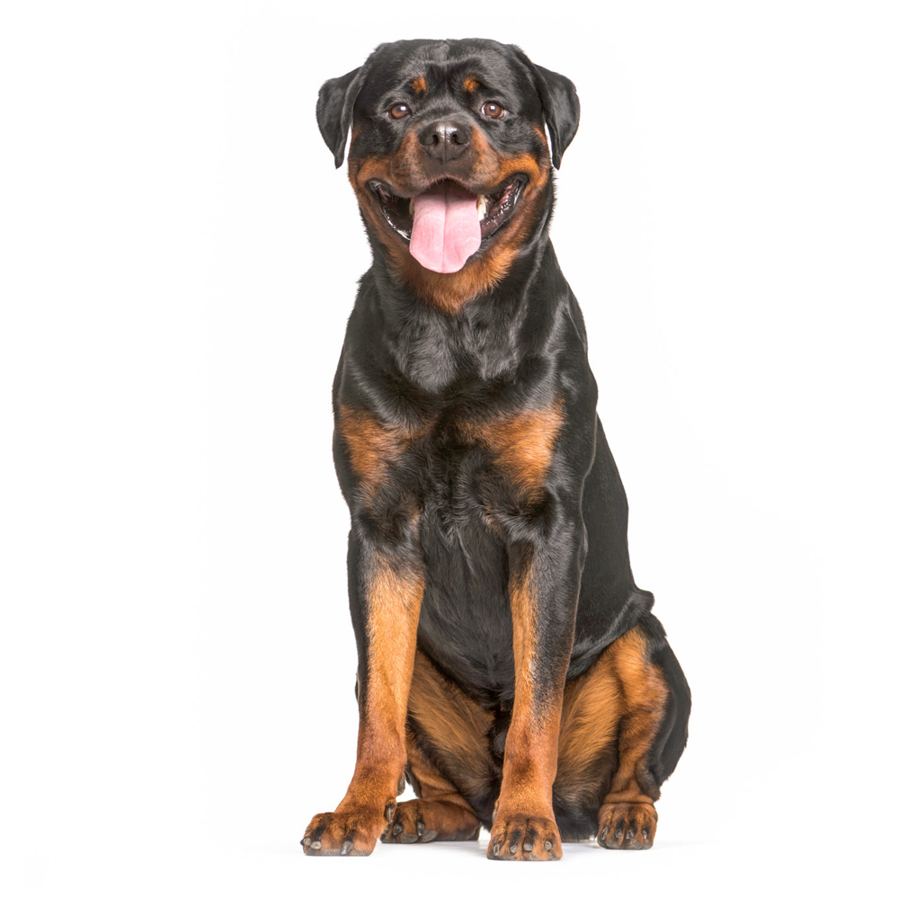 Rottweiler