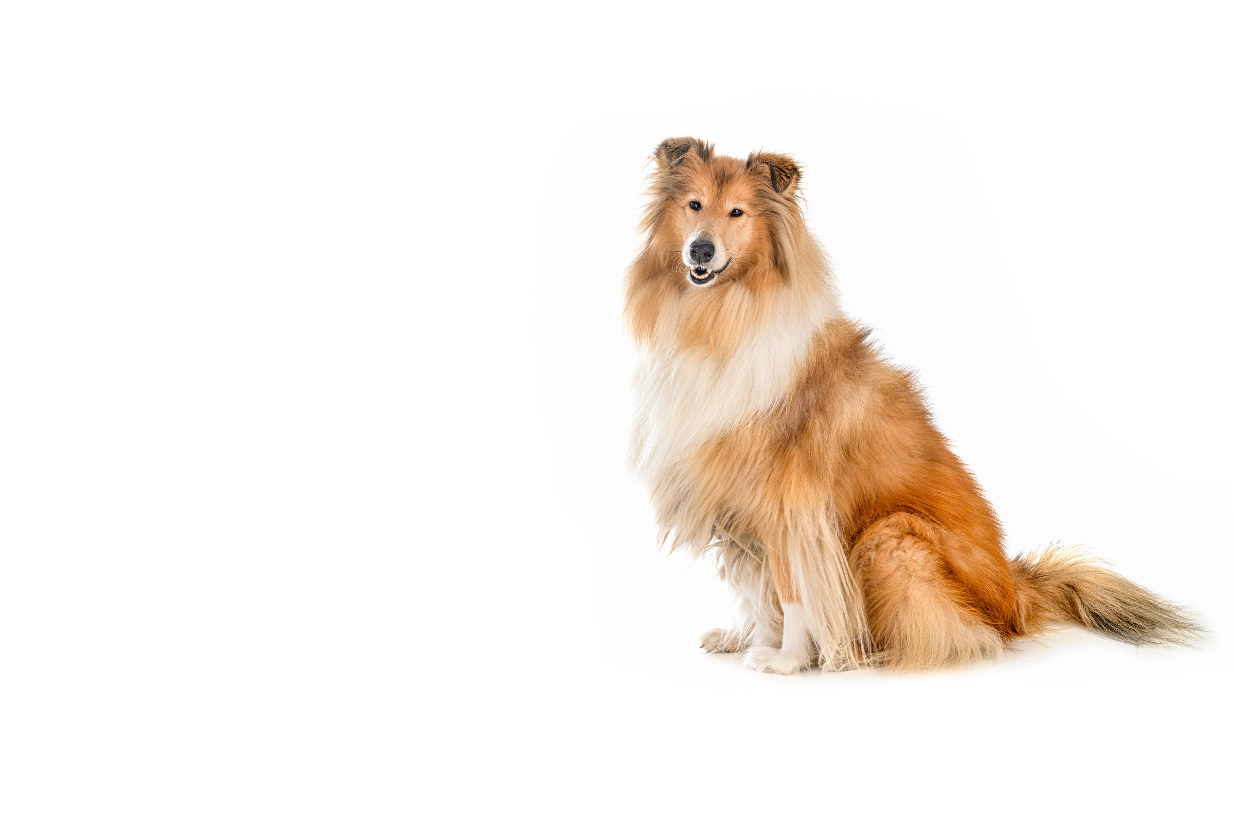 Collie